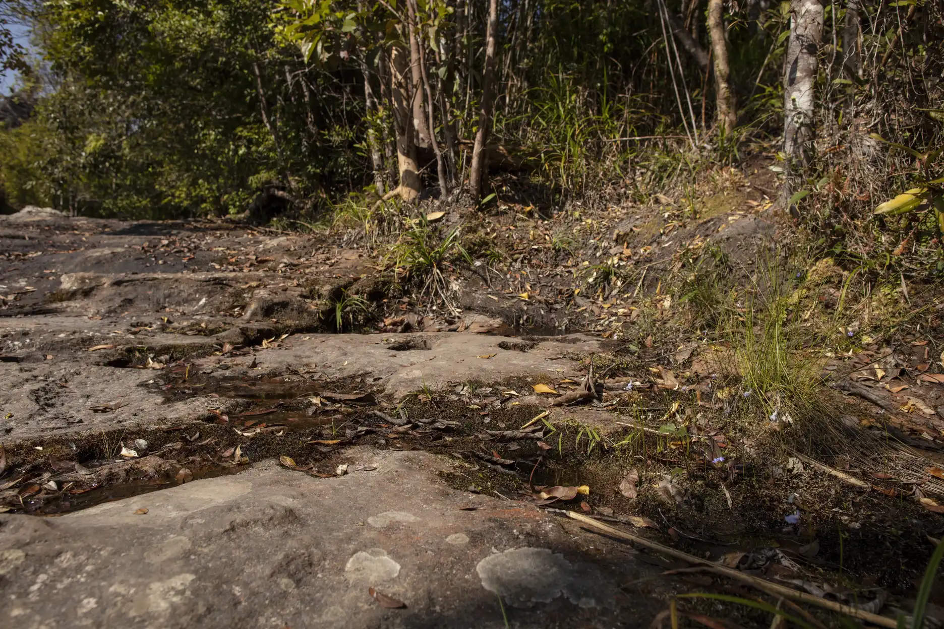 Medium view of Utricularia graminifolia habitat