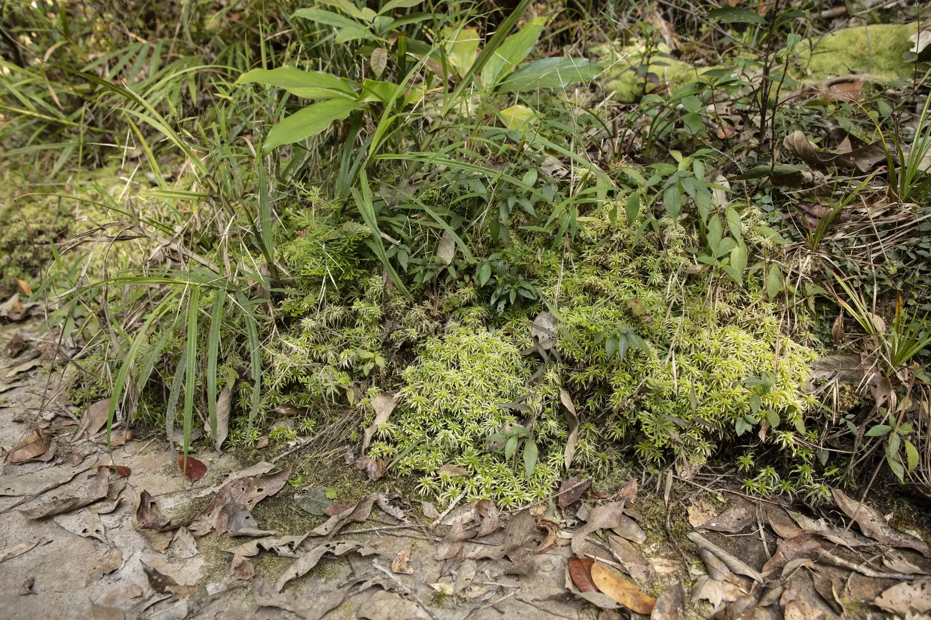 Sphagnum at Phu Kradueng