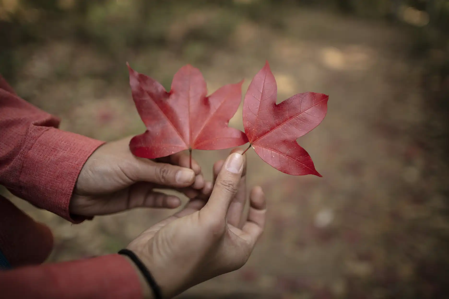 Red Acer calcaratum leaves