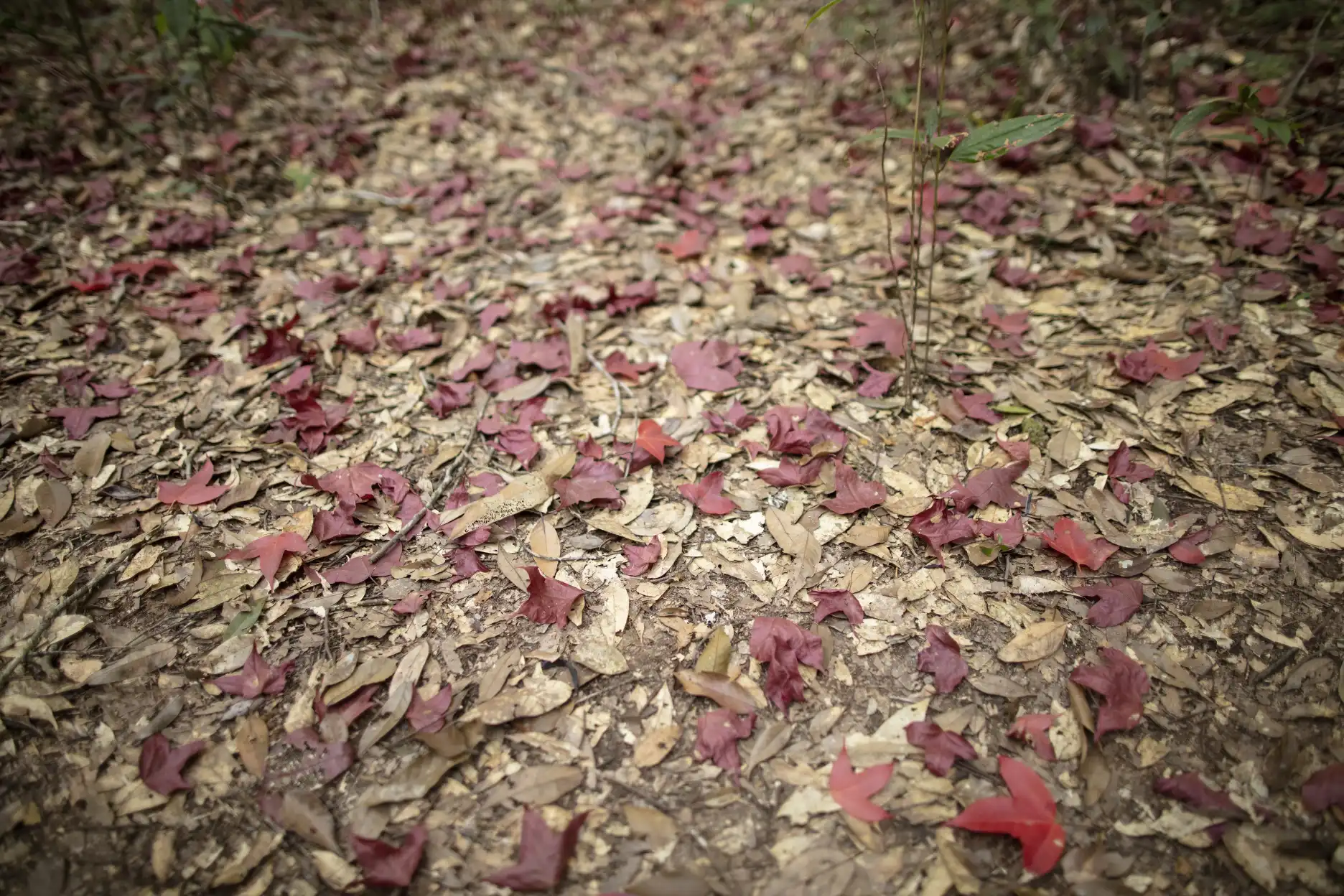 Carpet of red Acer calcaratum leaves