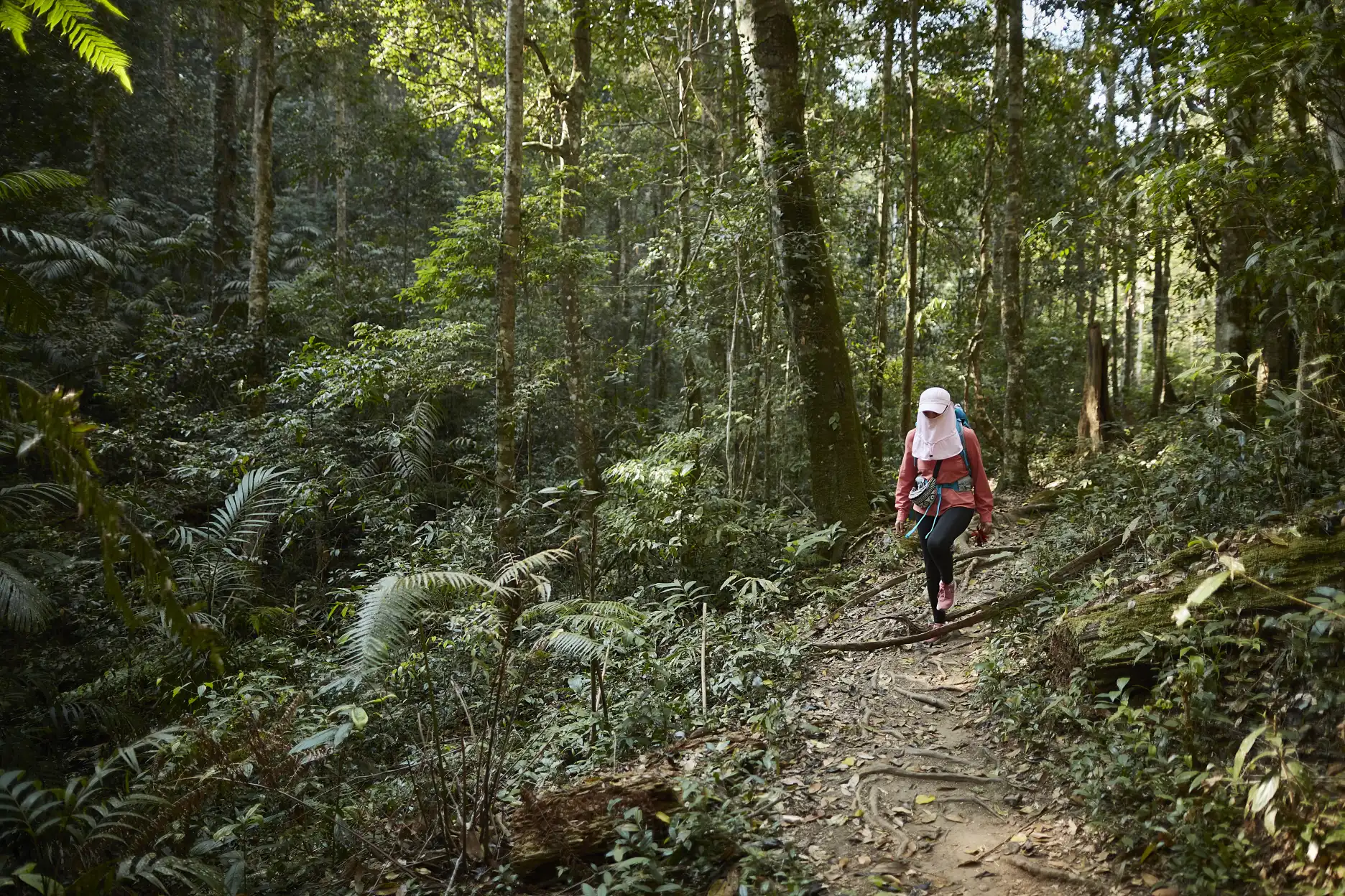 Forest trail in Phu Kradueng National Park
