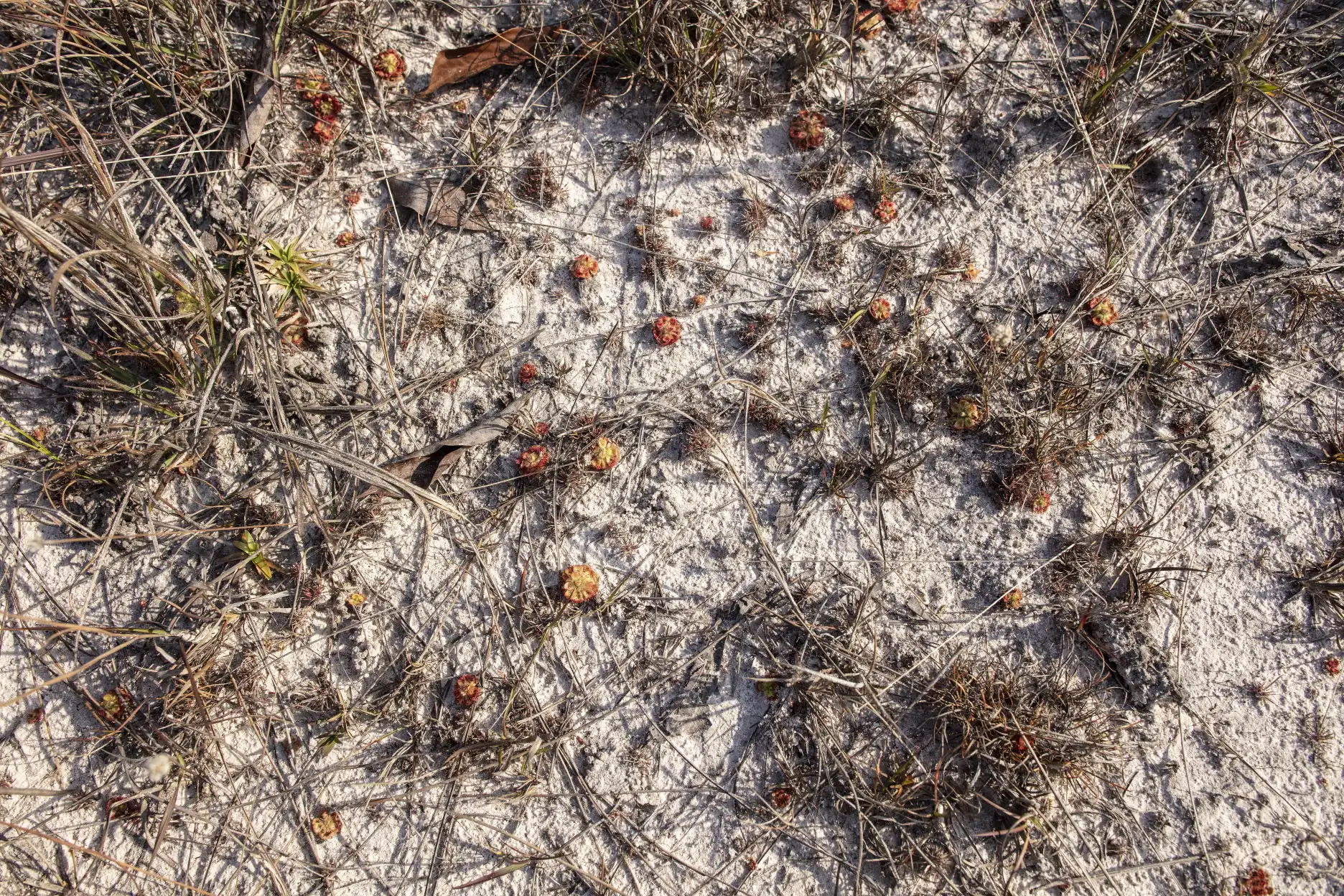 Detail view of an open, sandy Drosera burmannii habitat