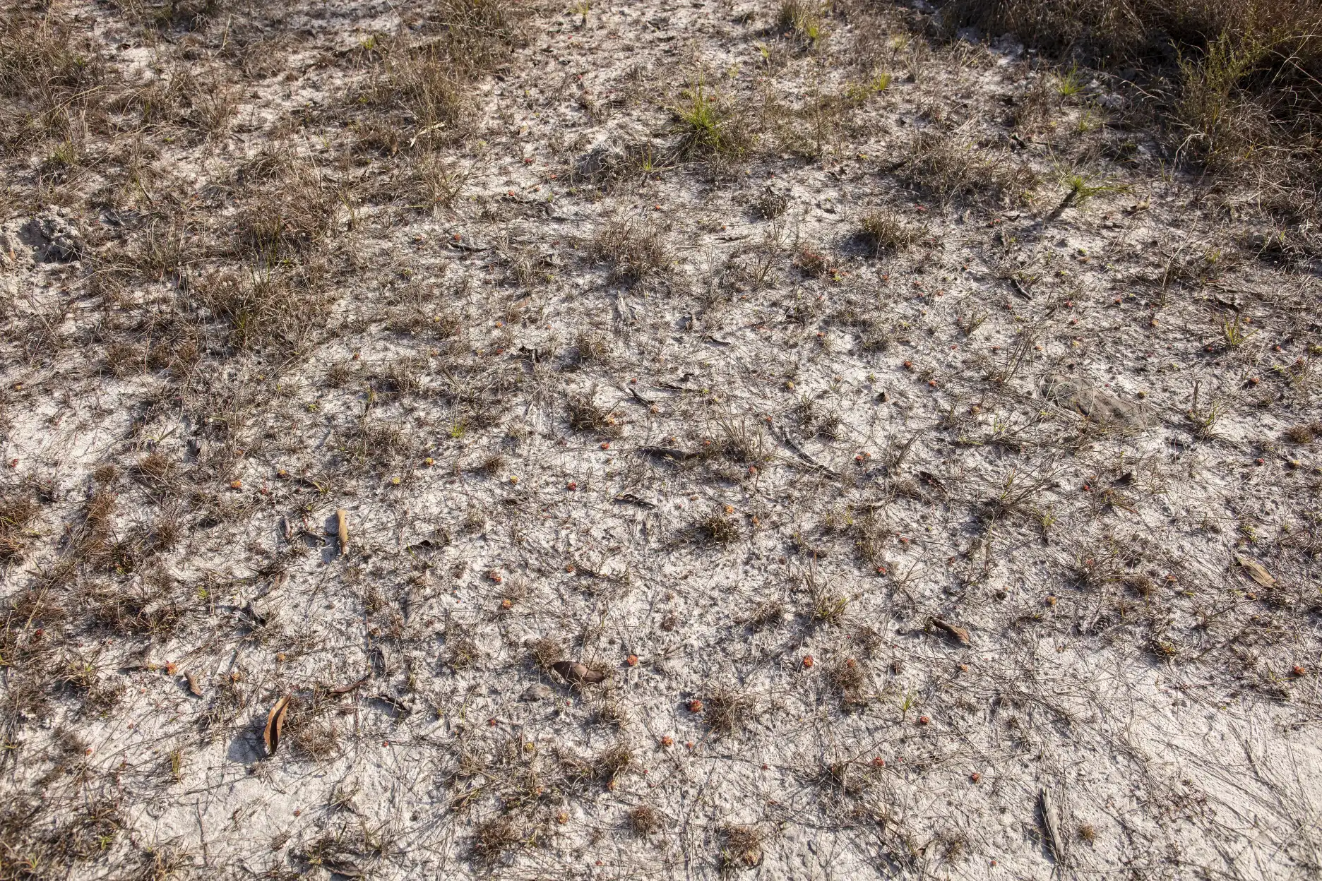 Medium view of an open, sandy Drosera burmannii habitat