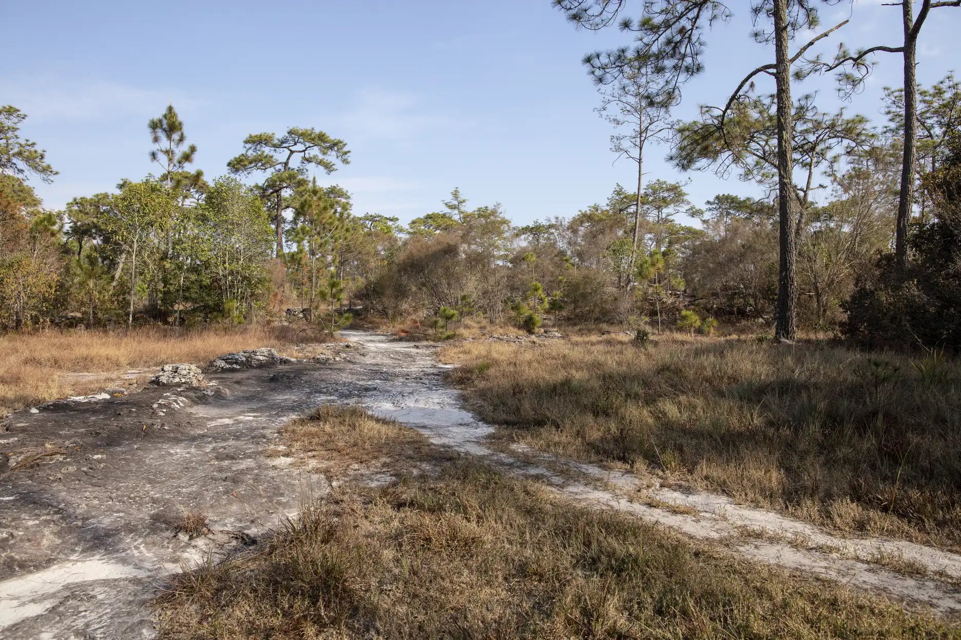 Wide view of open, sandy Drosera burmannii habitat