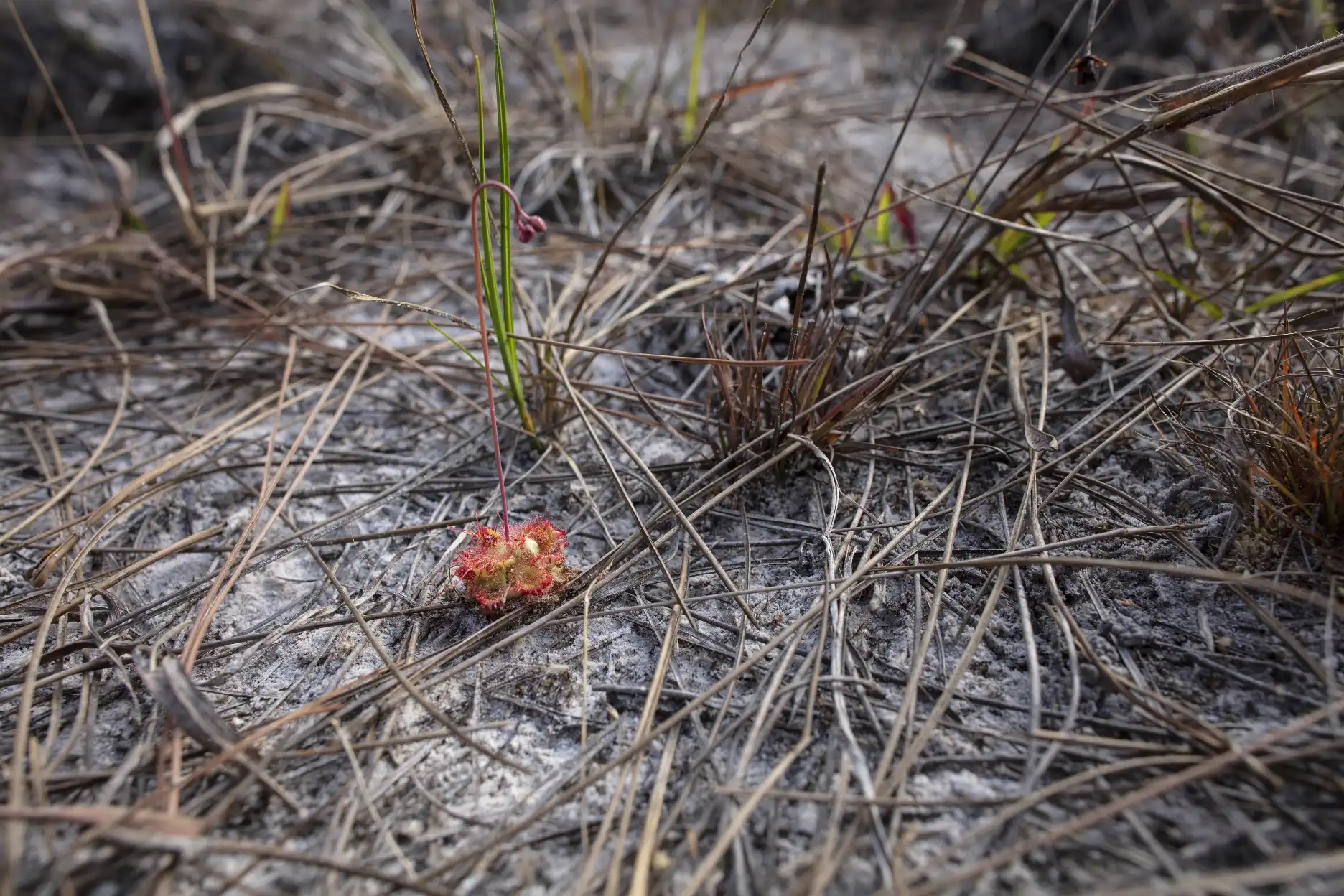 Solitary Drosera burmannii plant