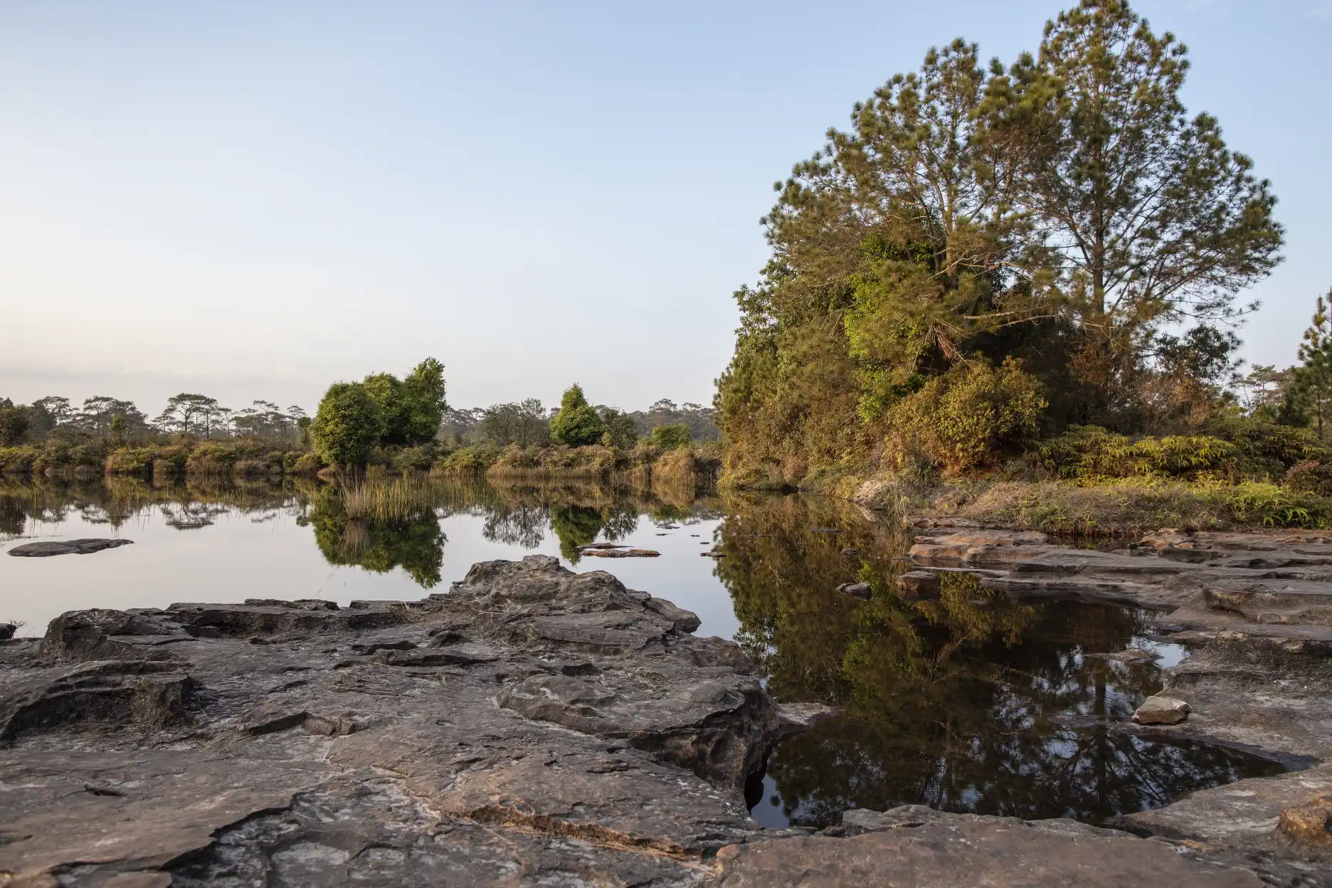 Anodard Pond, home to Utricularia bifida