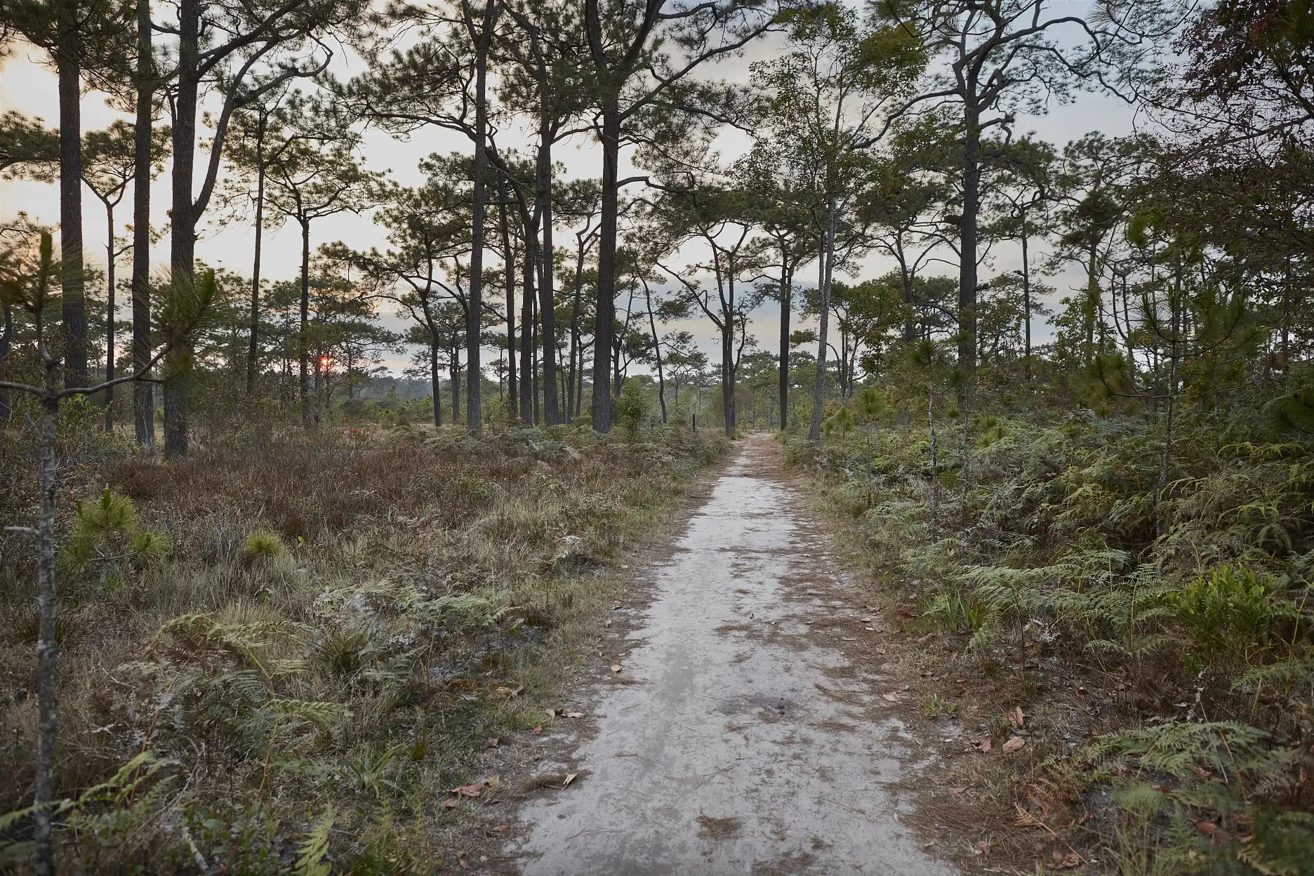 Grassland trail at Phu Kradueng