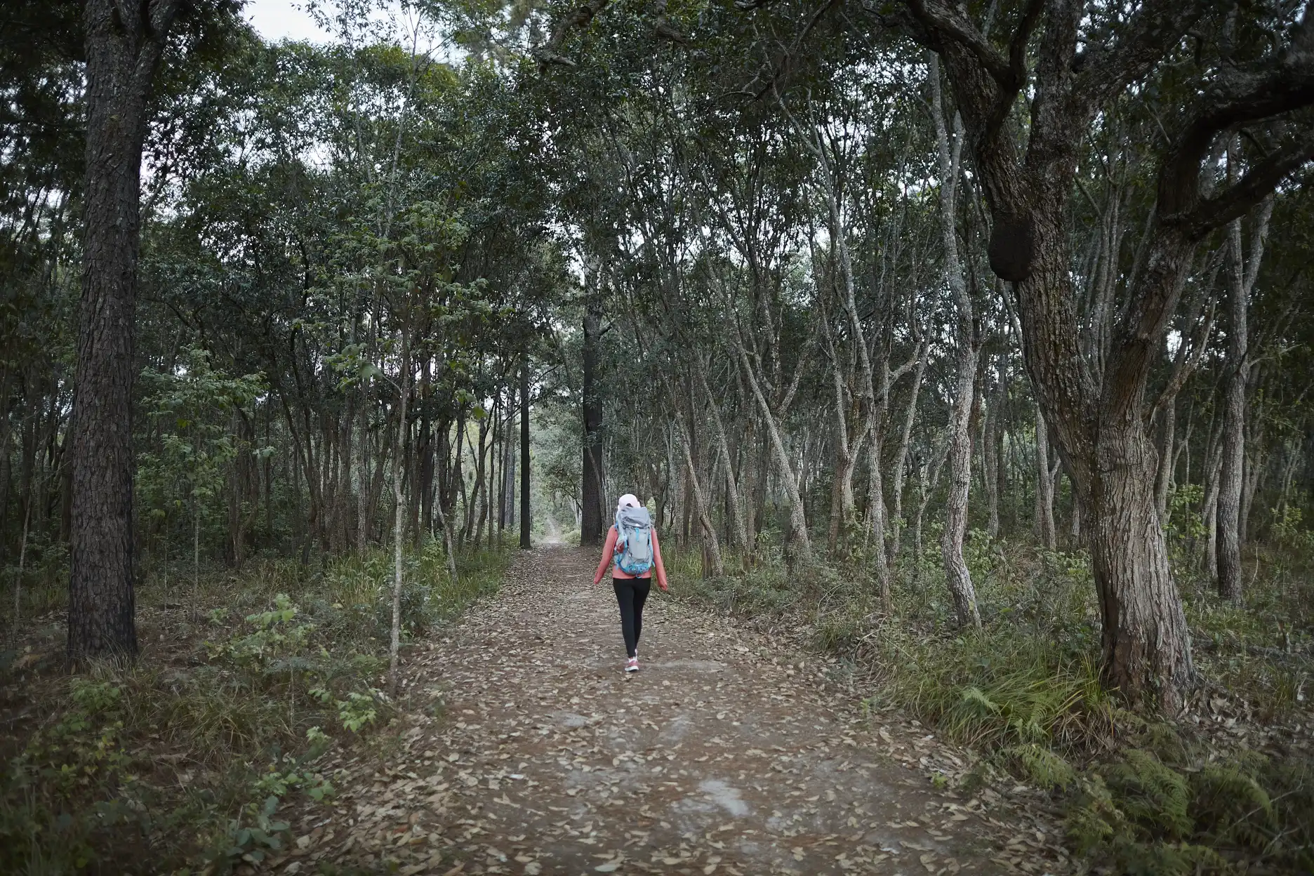 Open woodland trail at Phu Kradueng