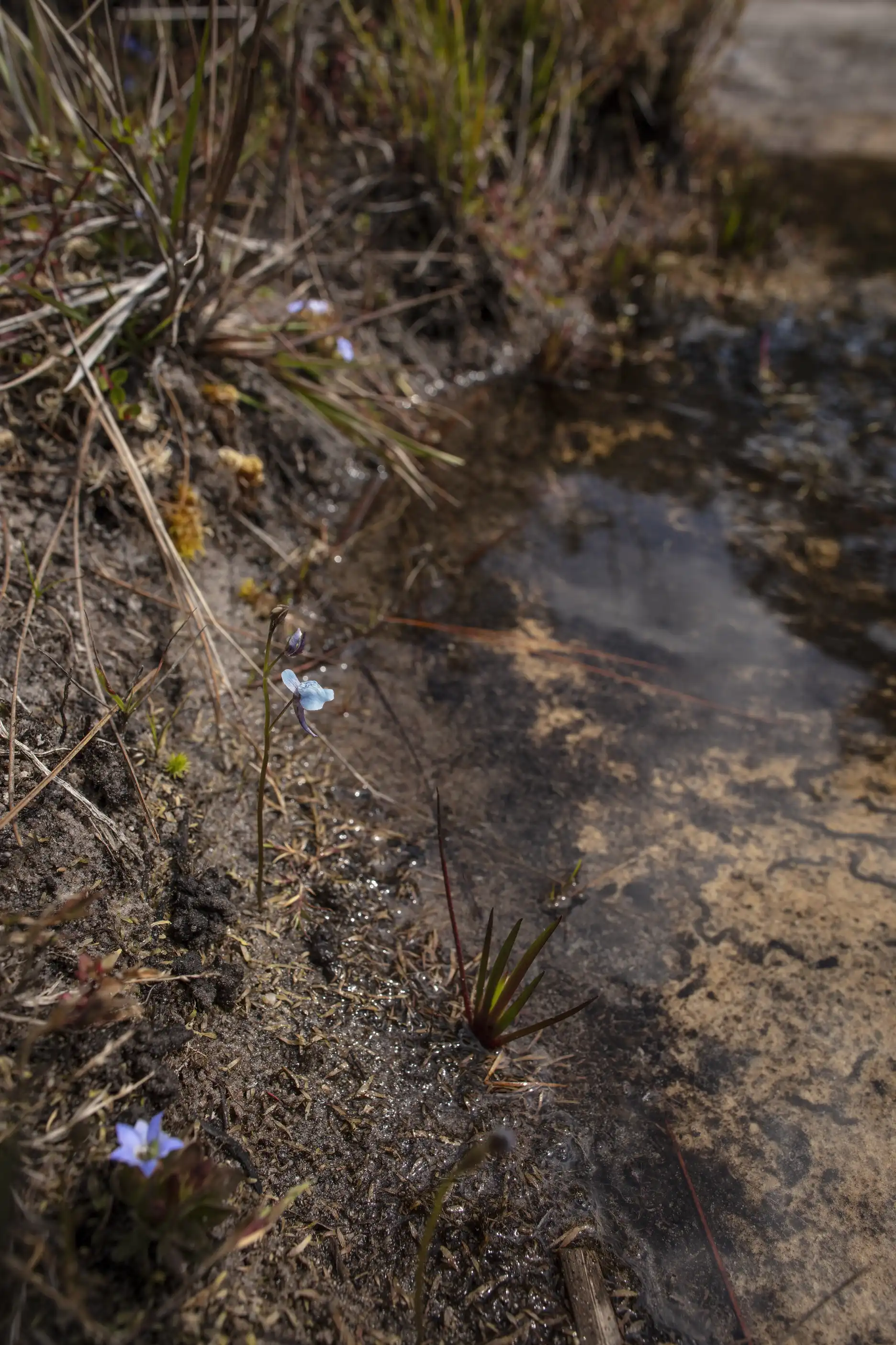 Utricularia graminifolia growing along a small stream