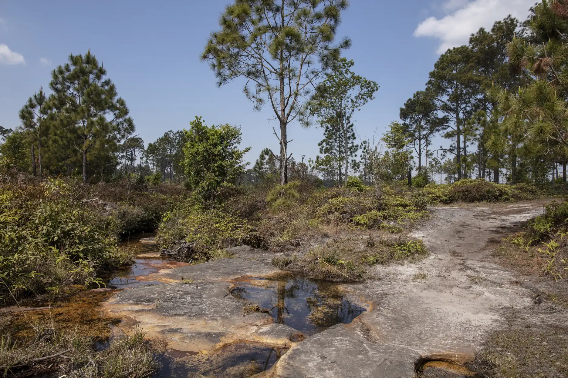 Utricularia graminifolia habitat in a small stream