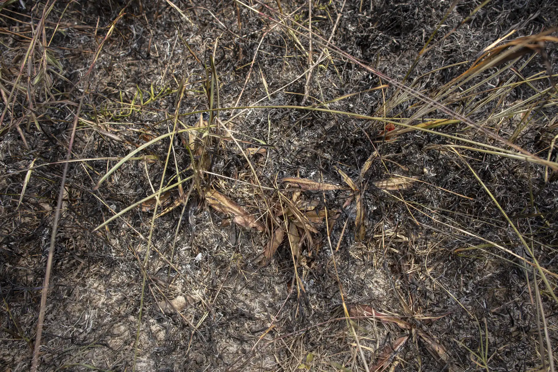 Burnt Nepenthes smilesii plants