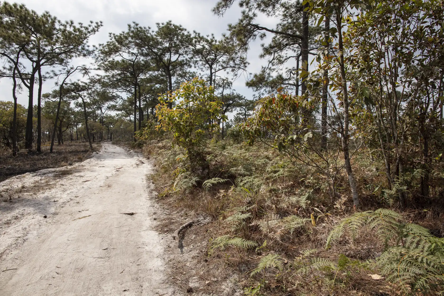 Nepenthes smilesii habitat along trail to Lom Sak Cliff