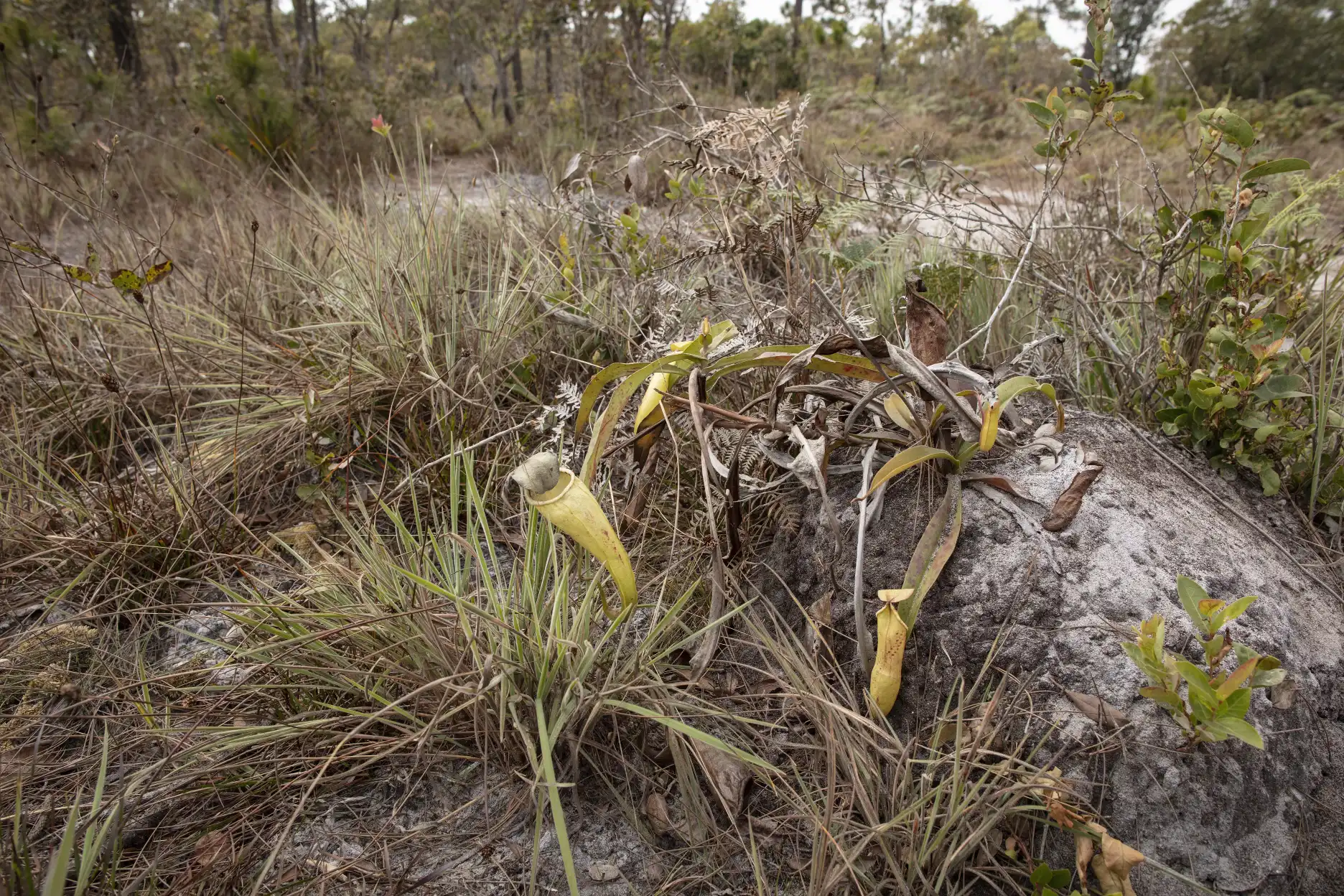 Nepenthes smilesii plant in habitat