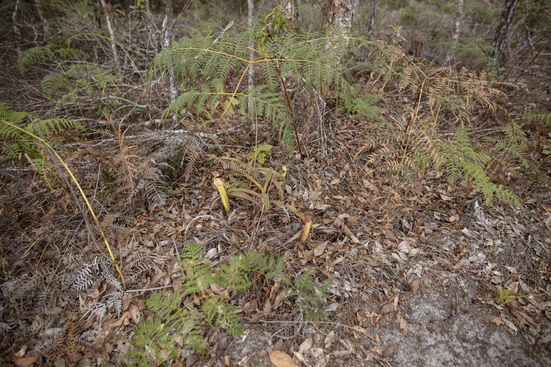 Nepenthes smilesii plant in habitat