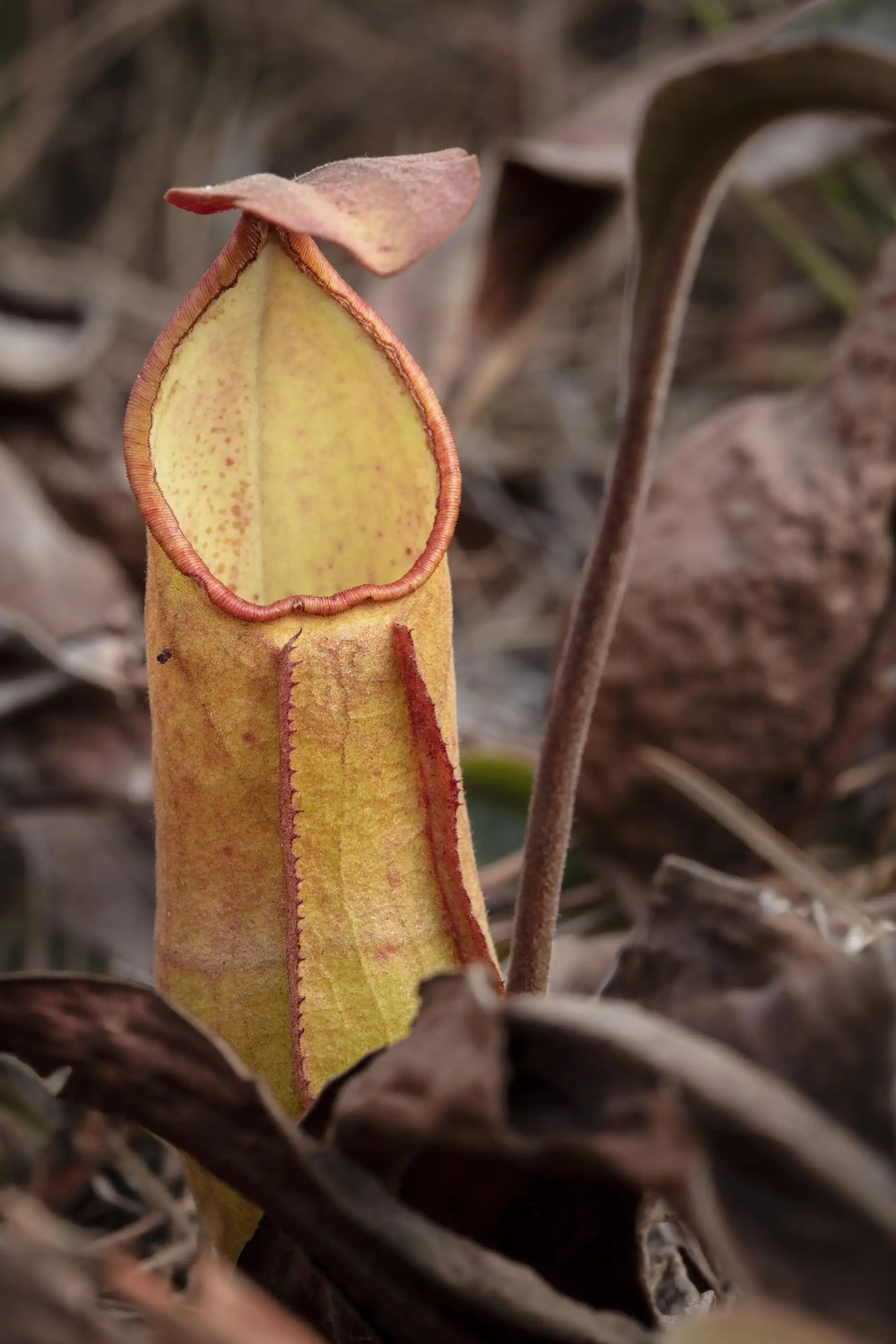 Nepenthes smilesii pitcher