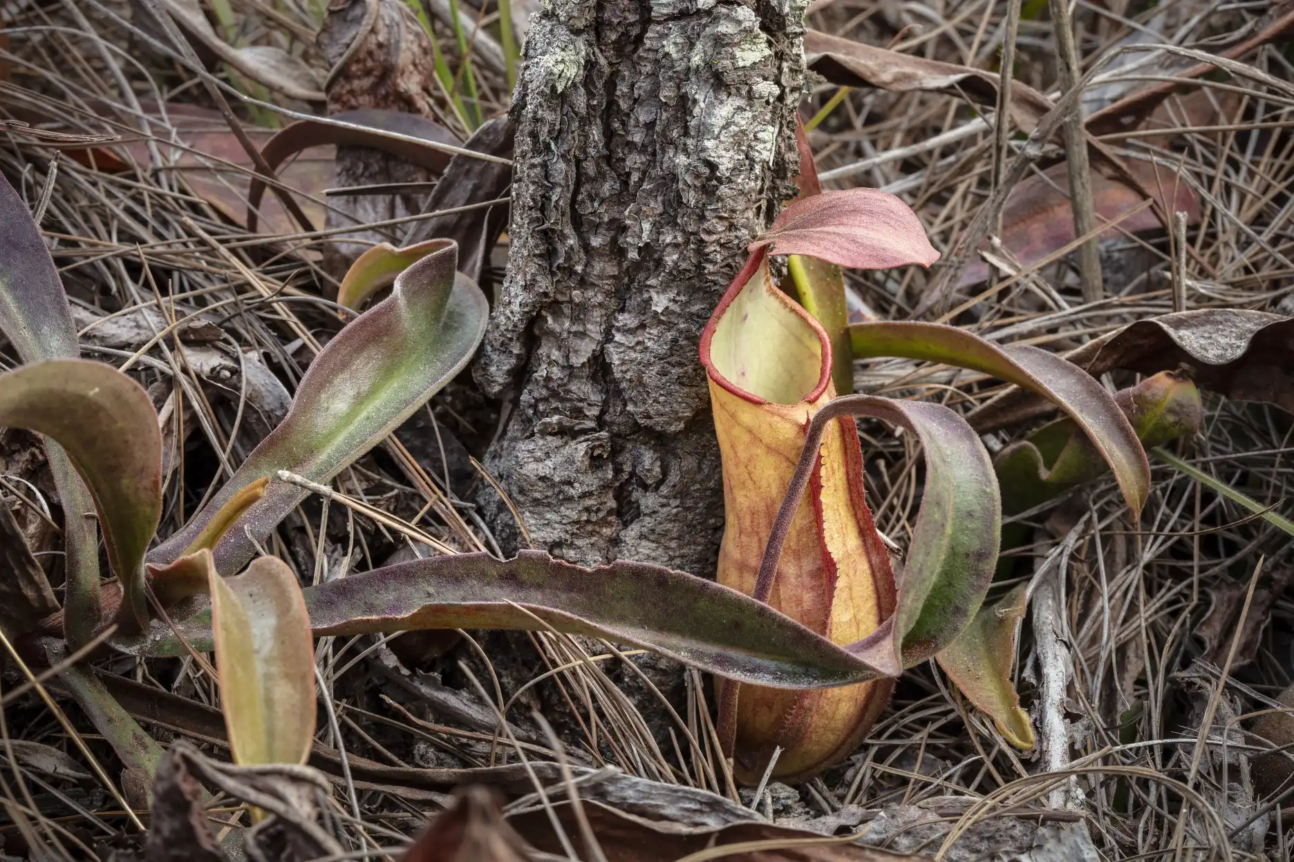 Nepenthes smilesii plant at Phu Kradueng national park in Thailand