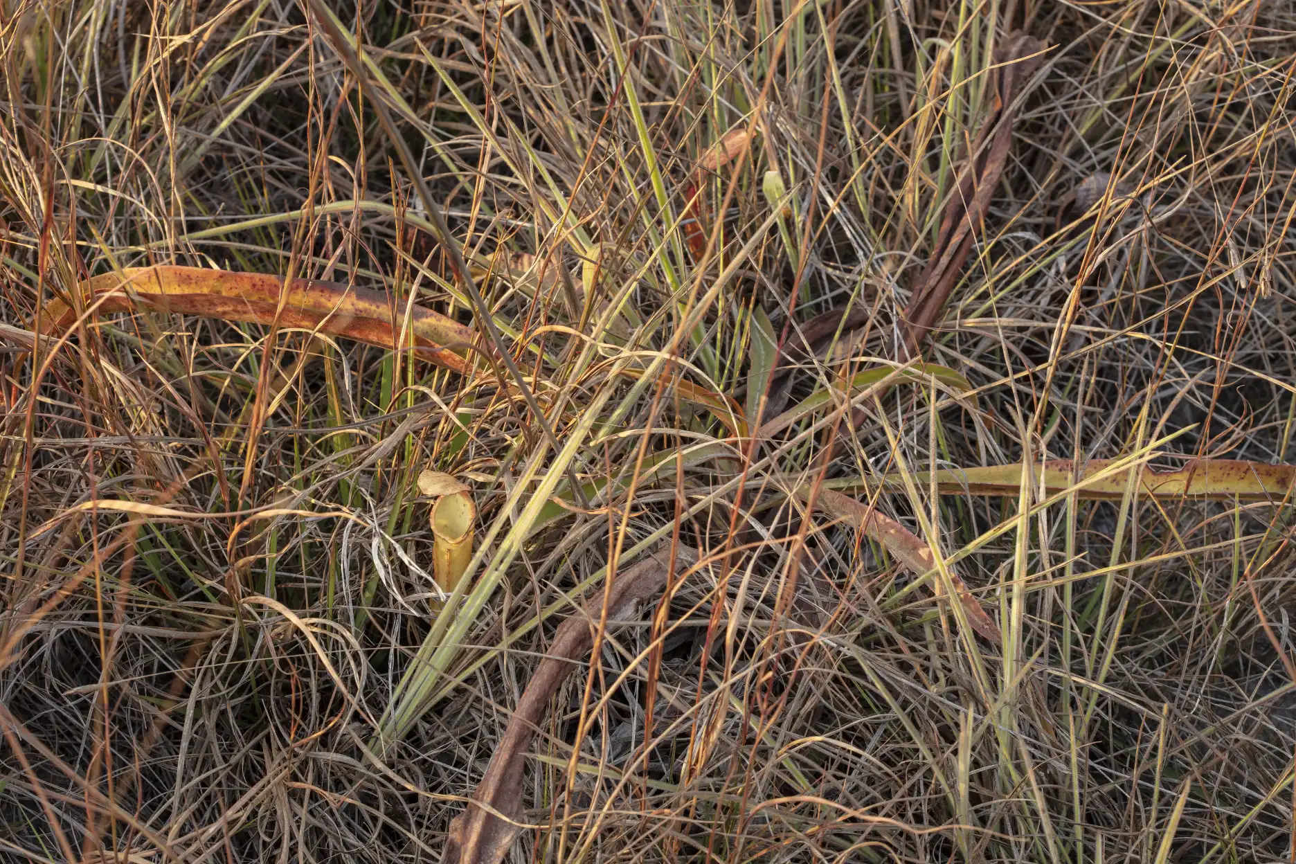 Nepenthes smilesii