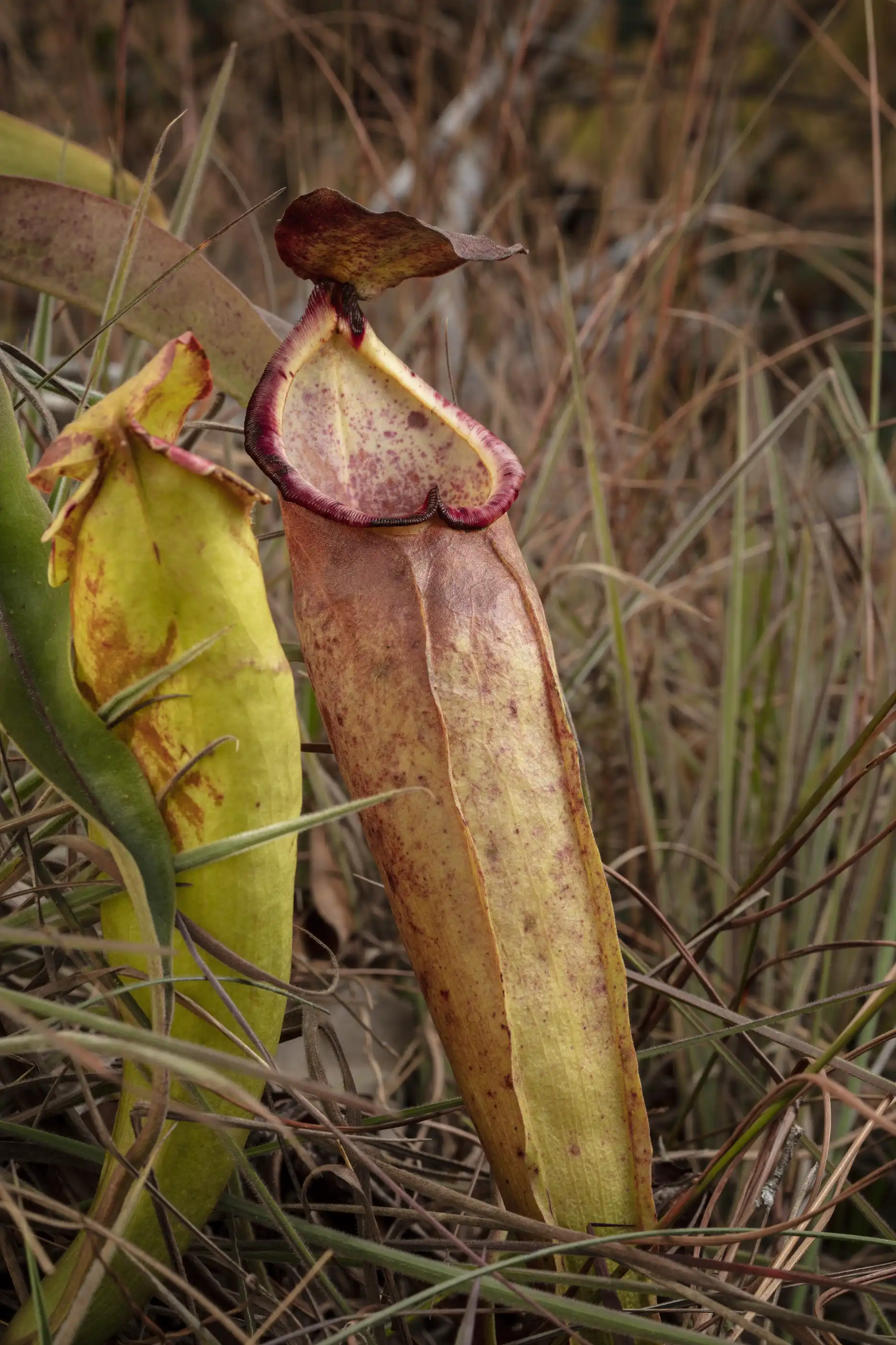 Nepenthes smilesii