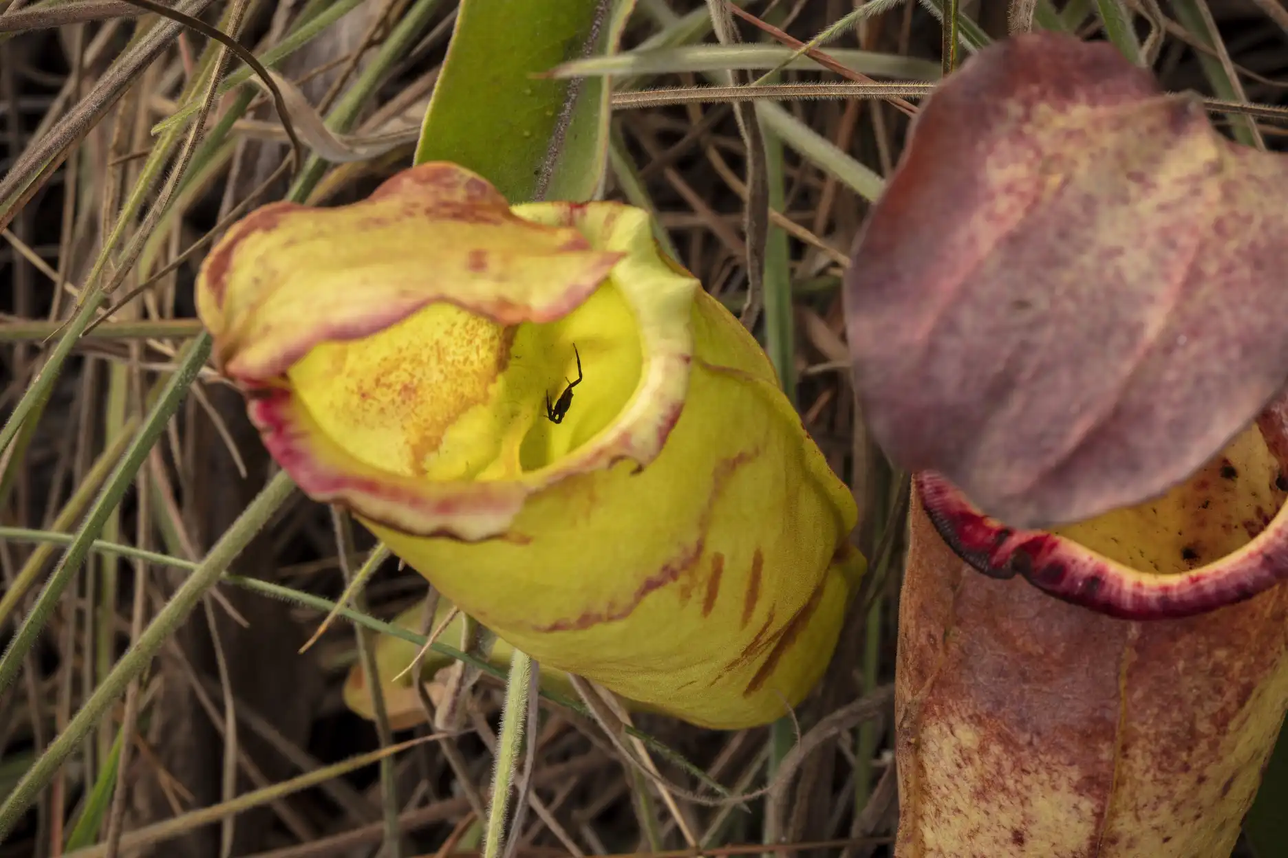 Spider with Nepenthes smilesii