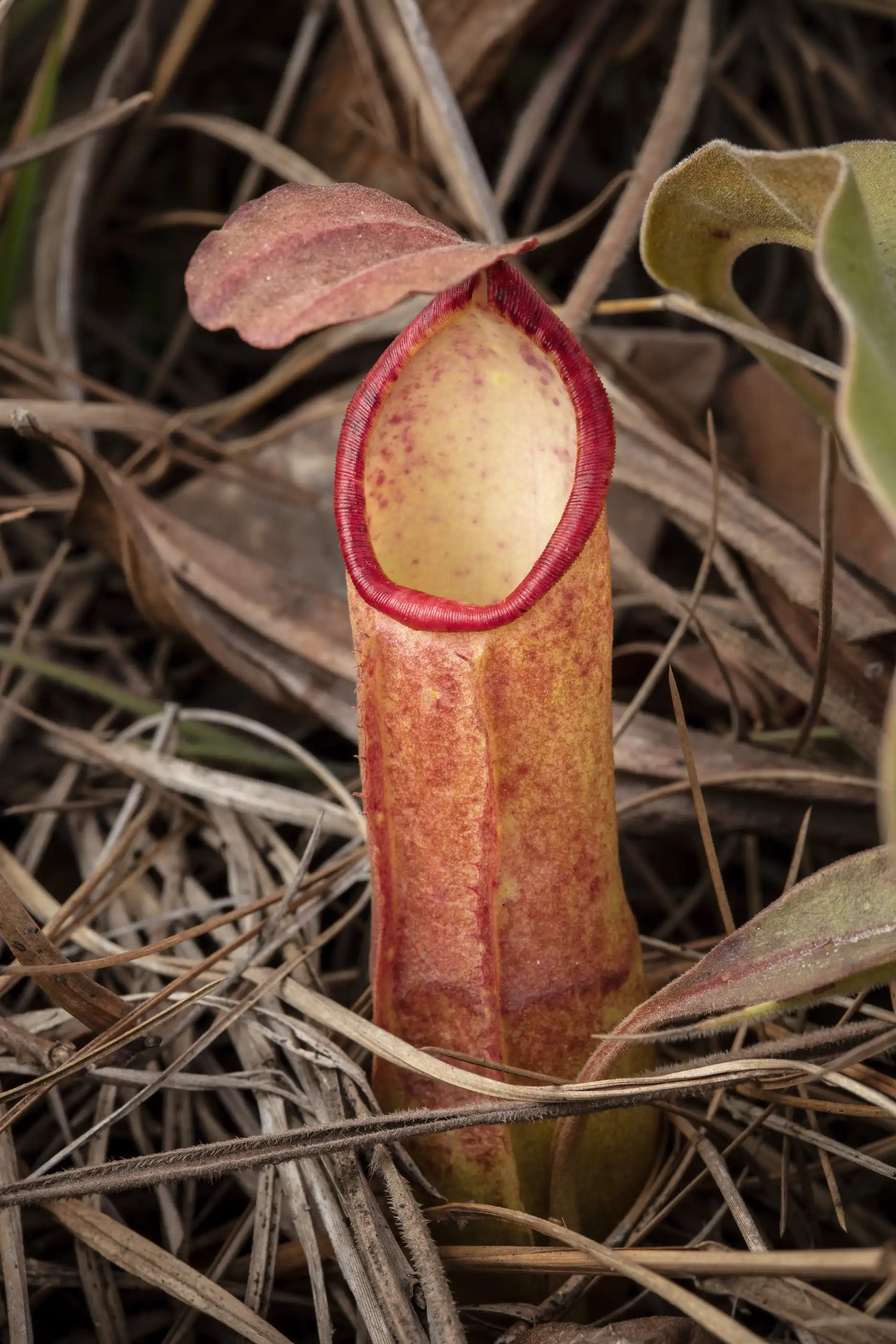 Nepenthes smilesii