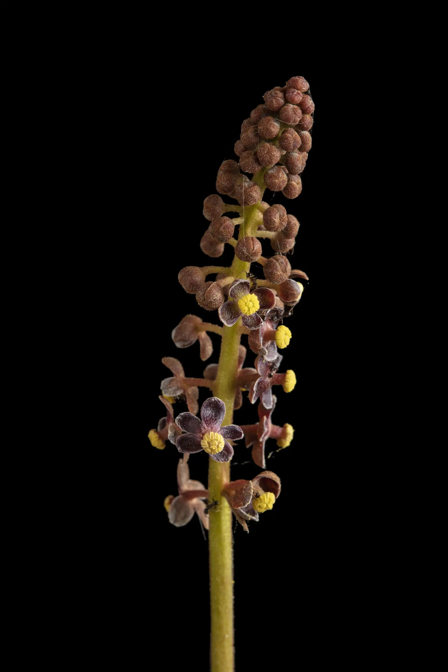 Nepenthes smilesii flowers