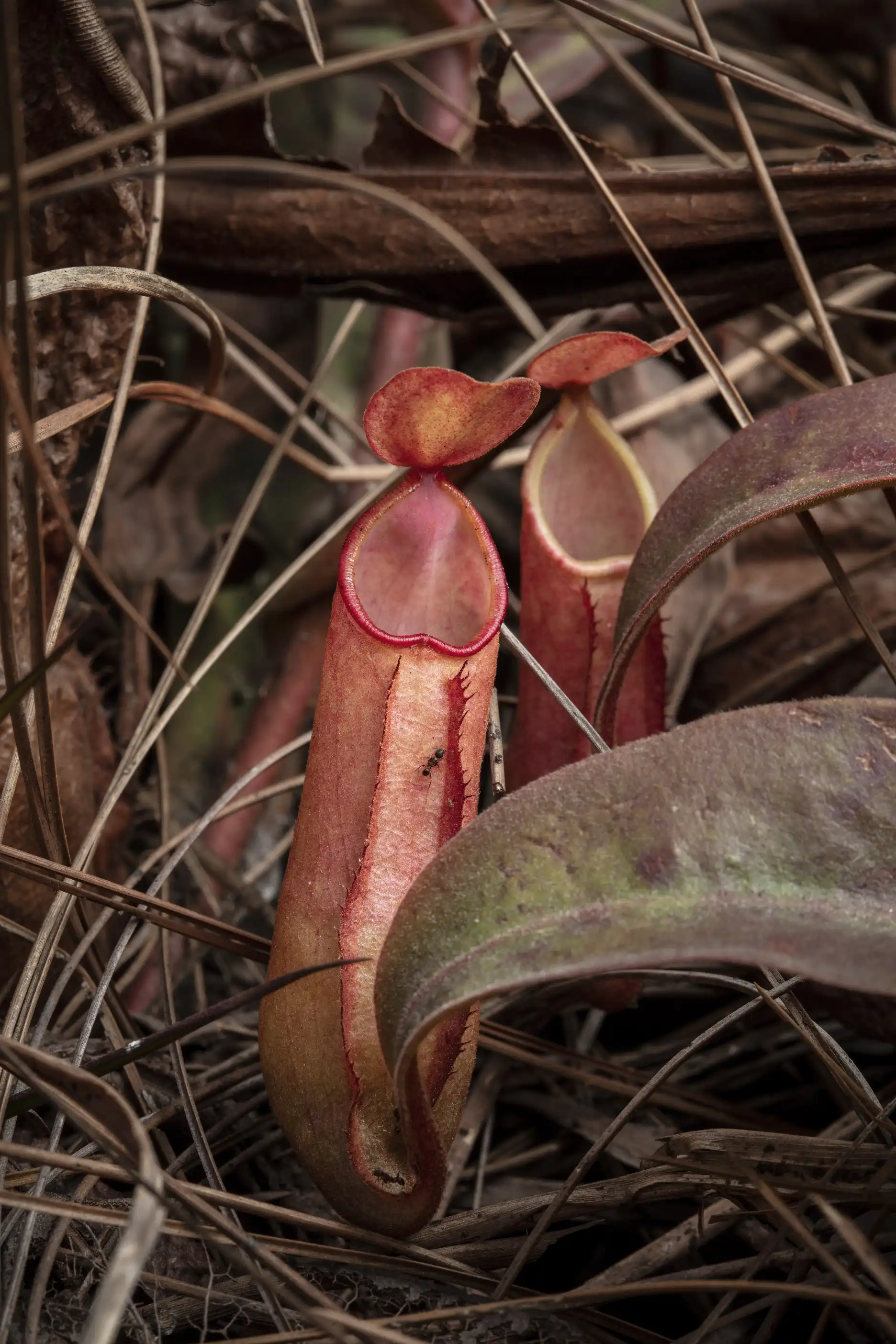 Two Nepenthes smilesii pitchers with an ant