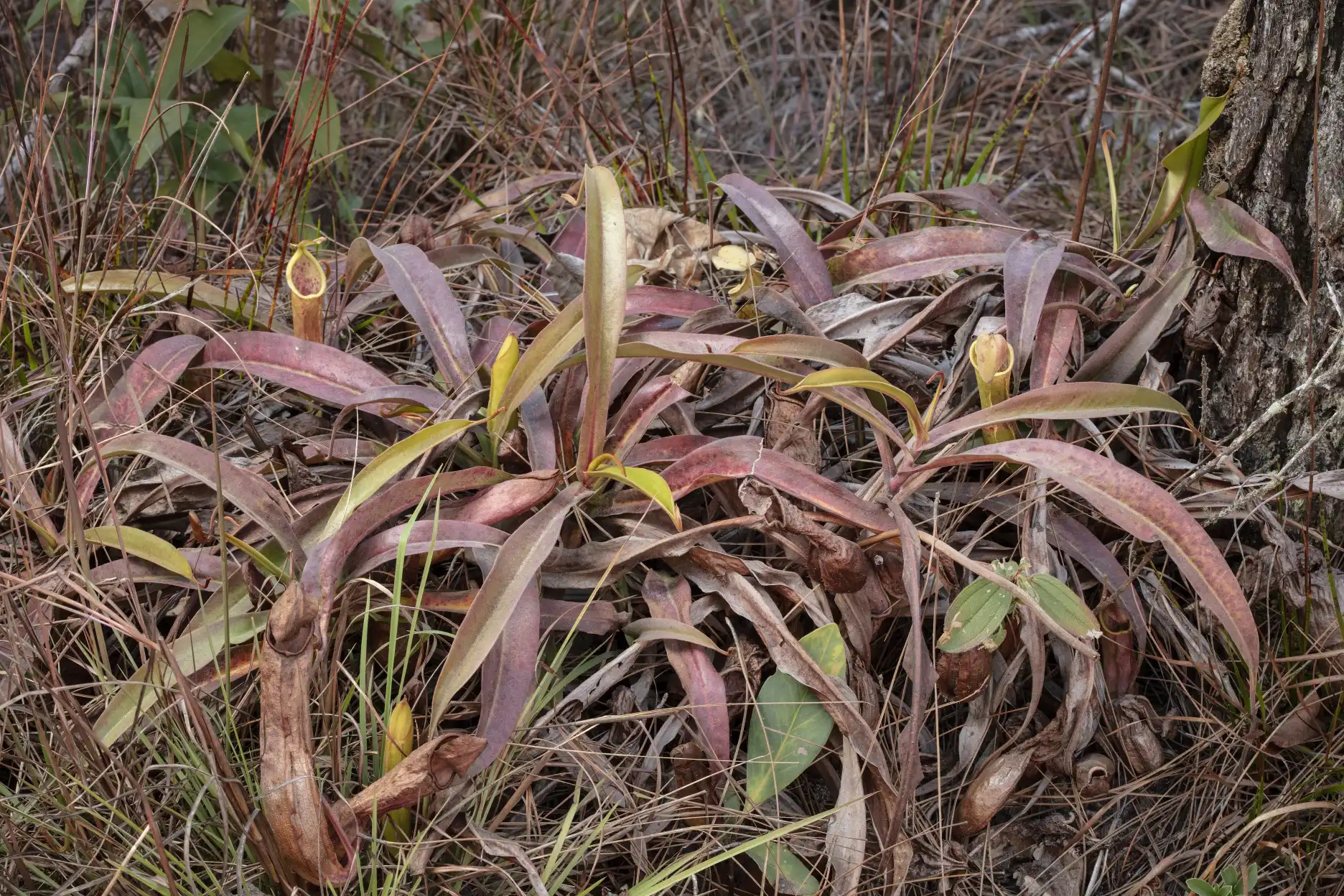 Nepenthes smilesii