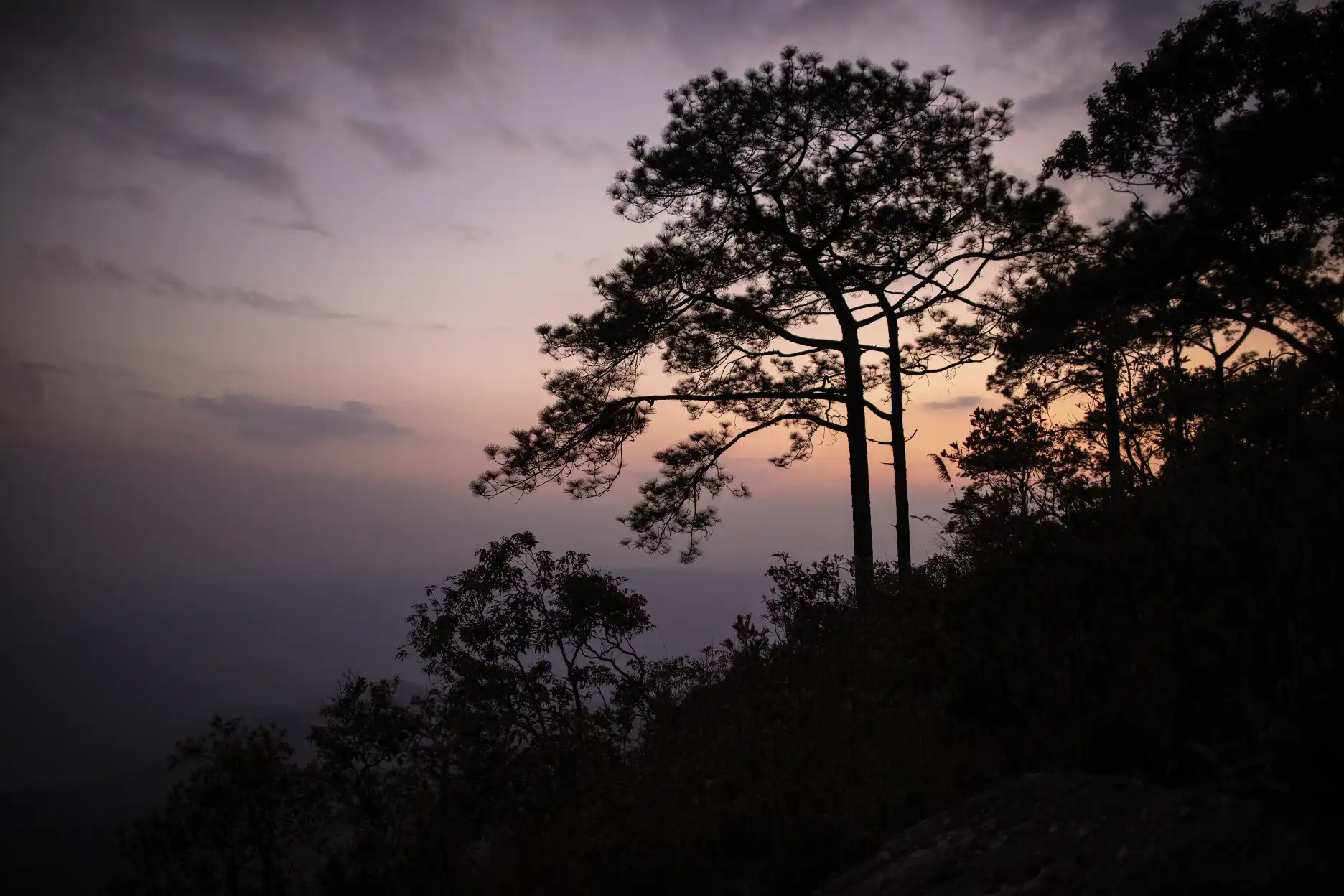 Evening landscape with trees at the Phu Kradueng National Park in Thailand