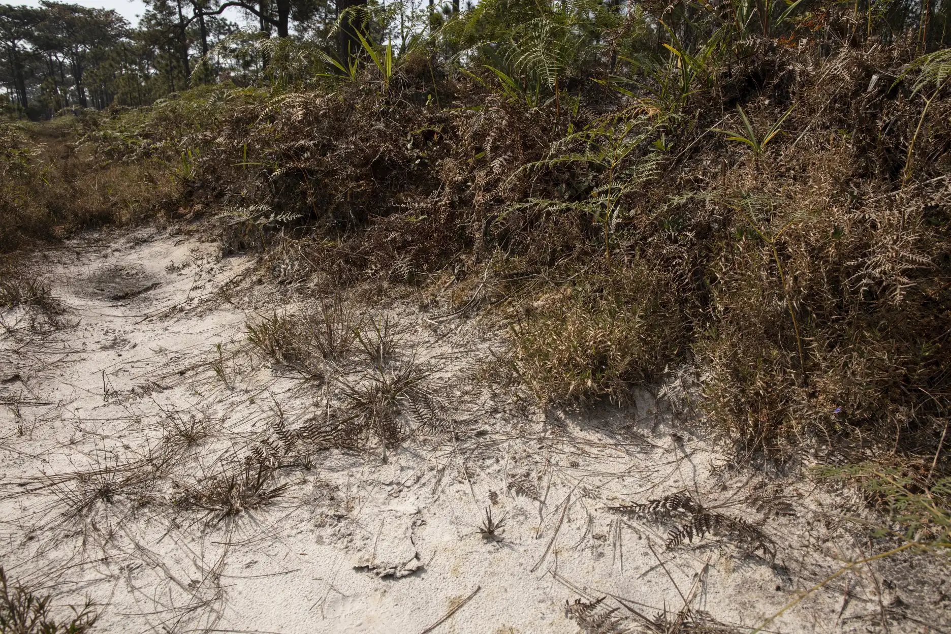 Utricularia hirta plants in habitat