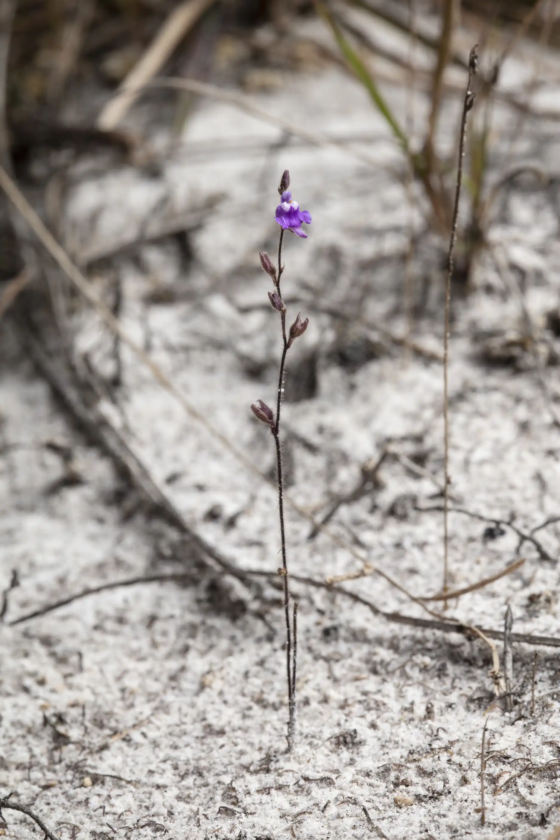 Utricularia hirta plants growing in sand