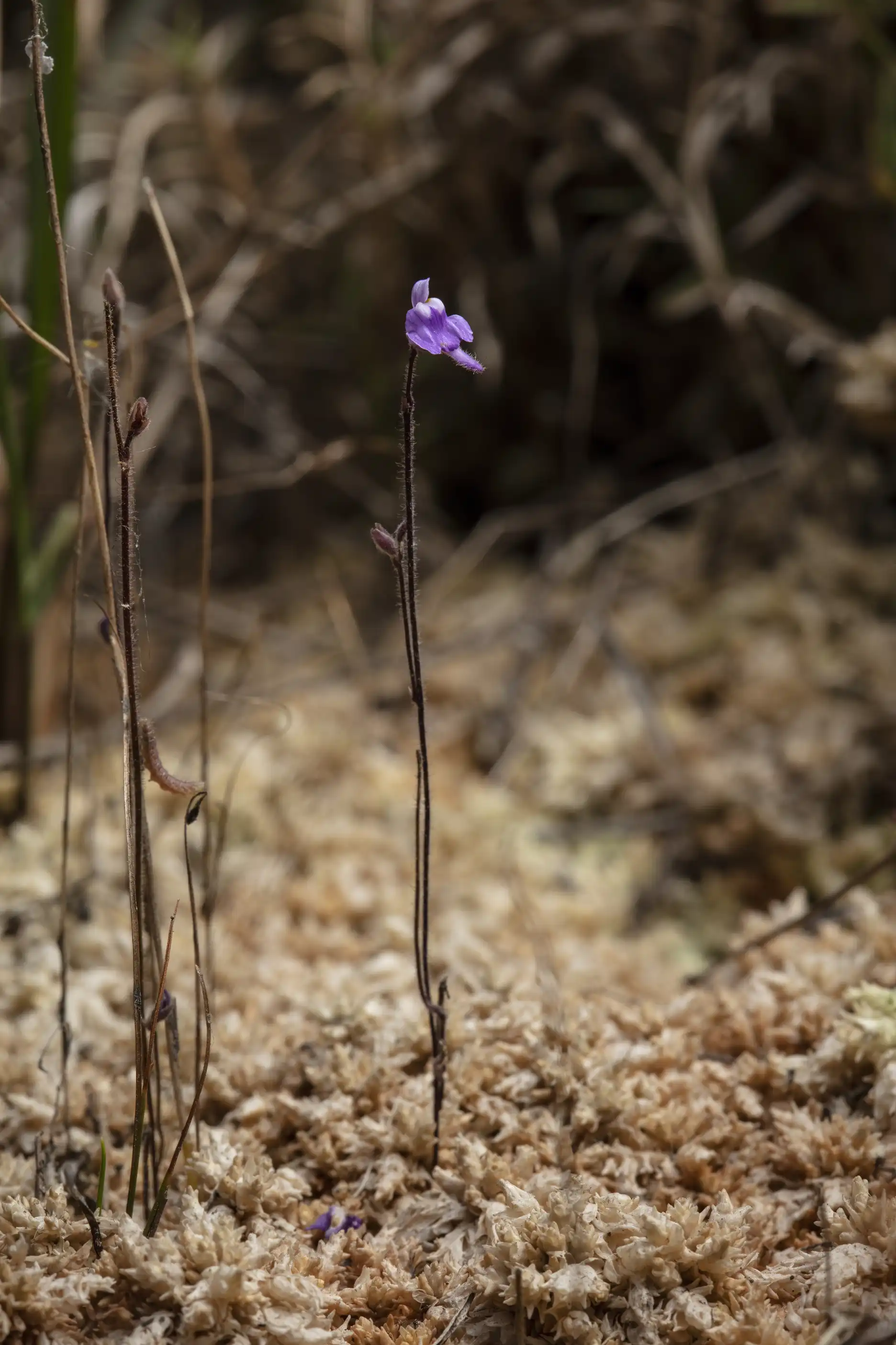 Utricularia hirta plants growing in moss