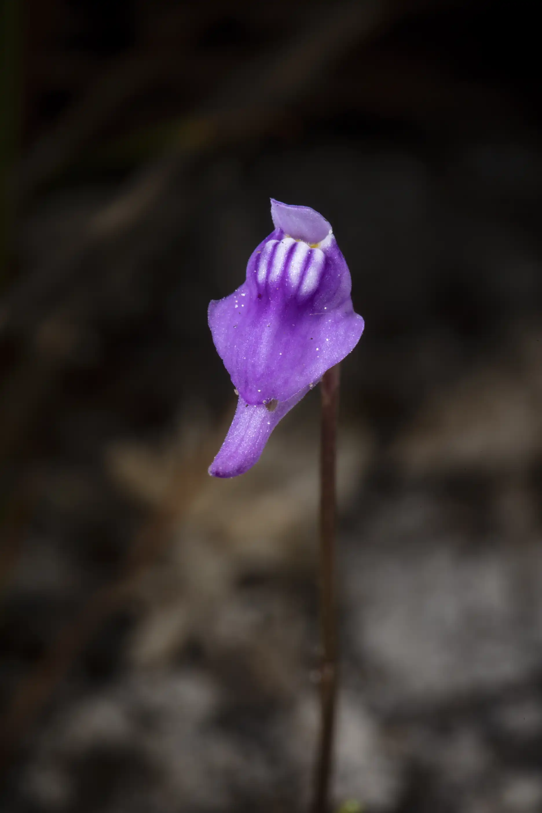 Utricularia caerulea flower