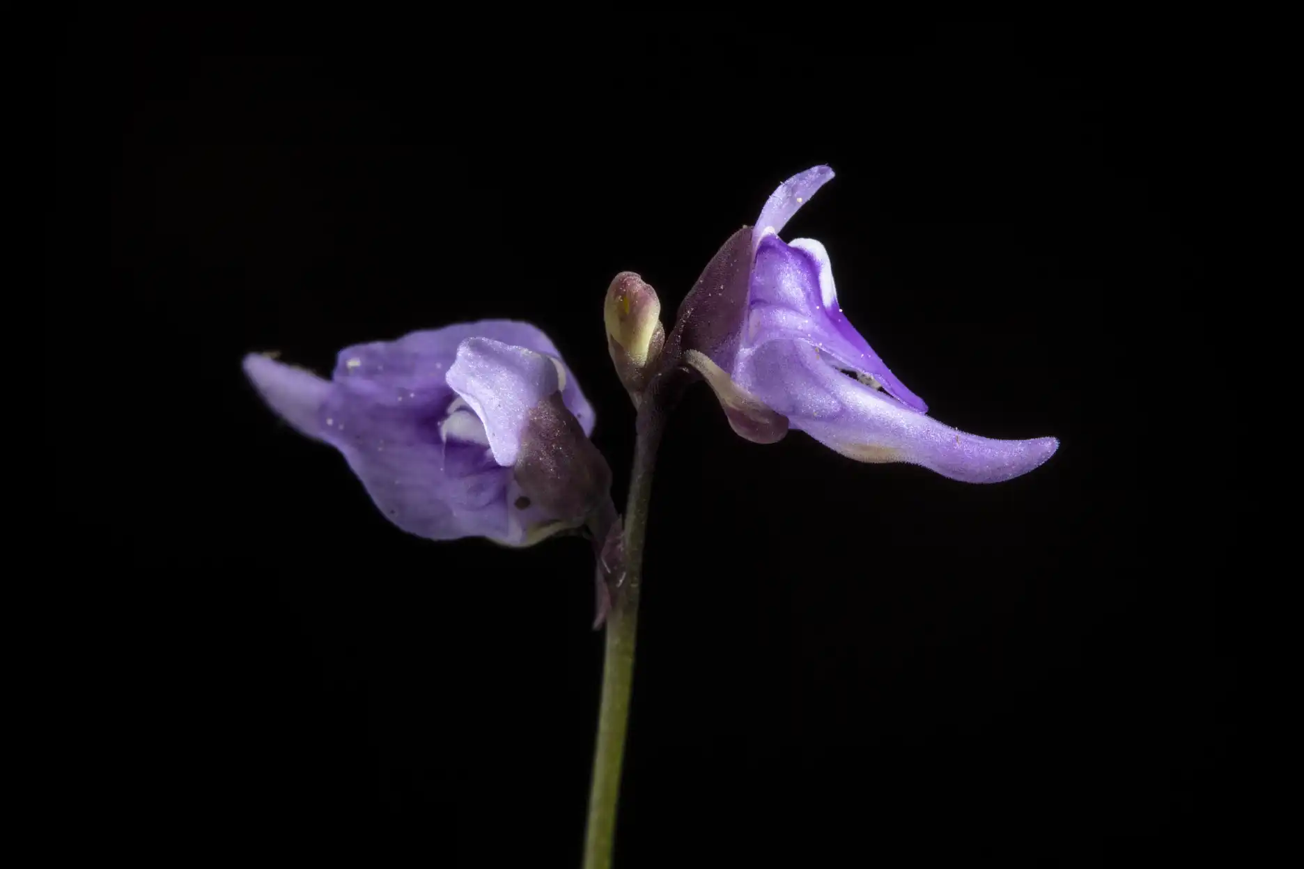 Utricularia caerulea flowers