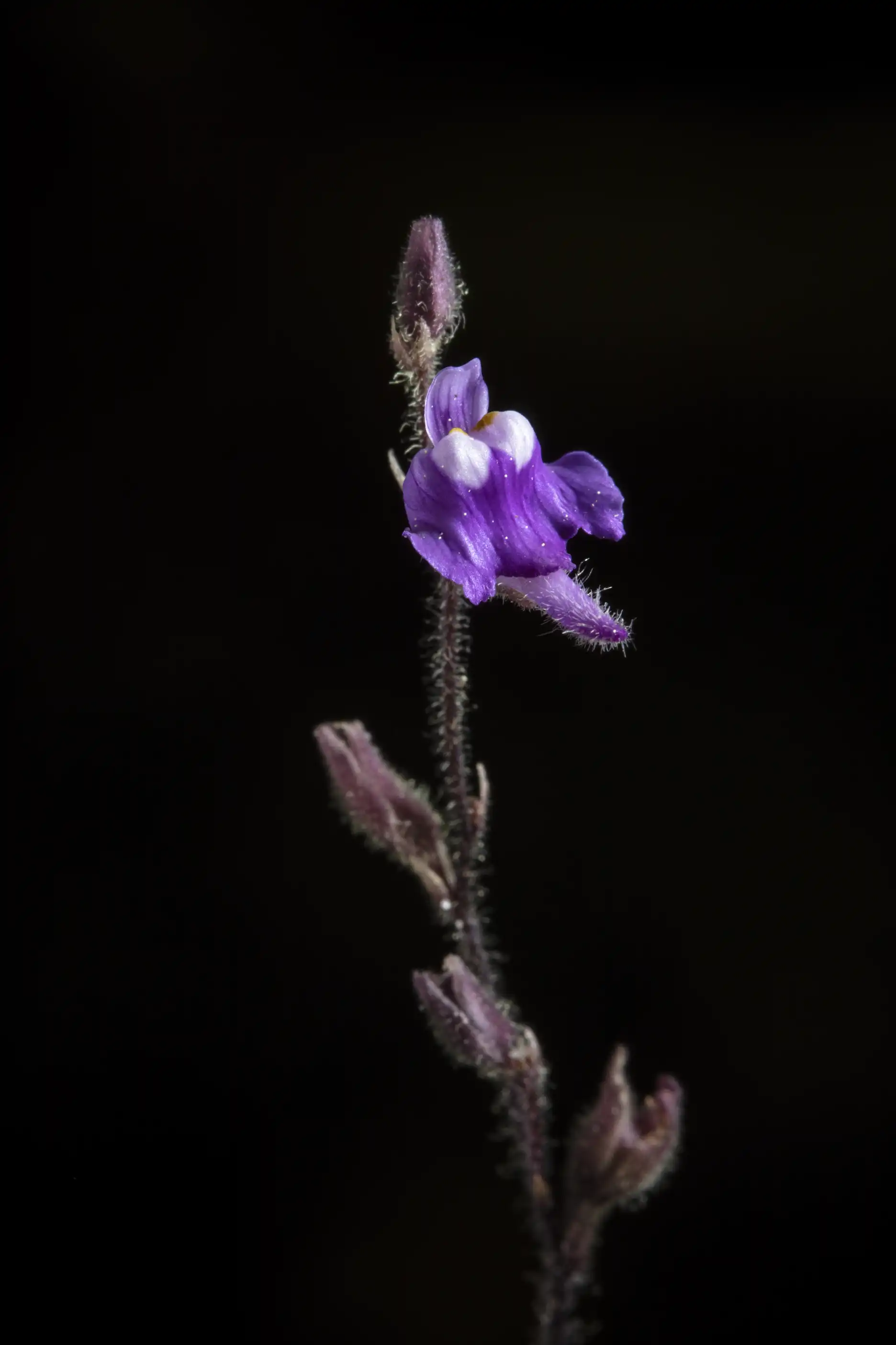 Utricularia hirta flower