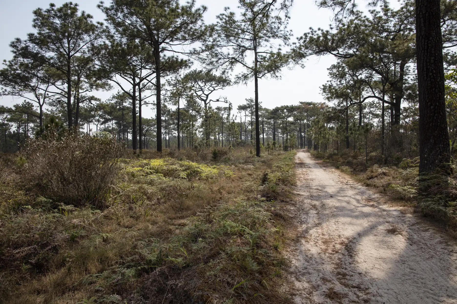 Utricularia hirta habitat along a sandy trail