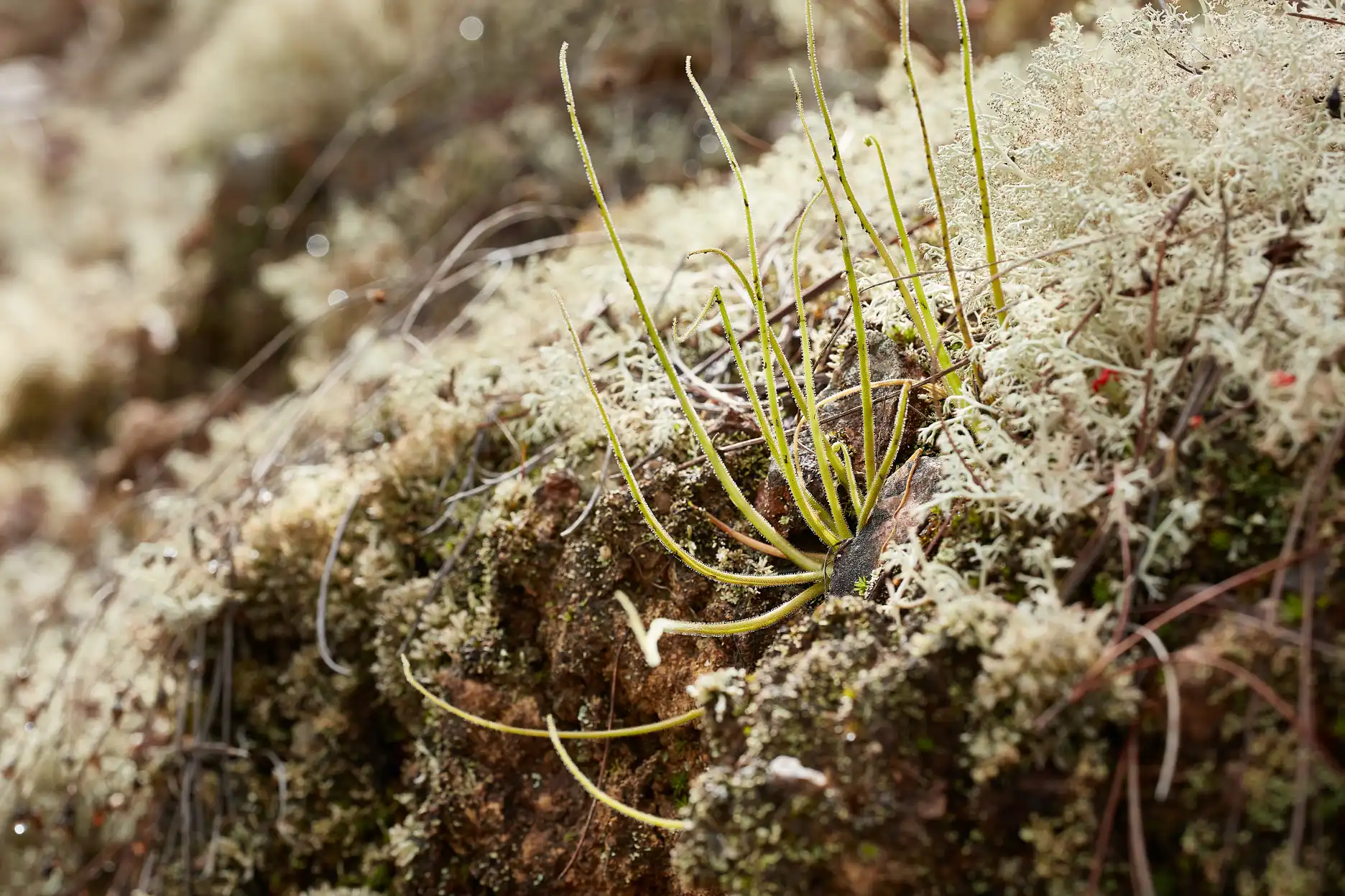 Pinguicula medusina plants growing in lichens.