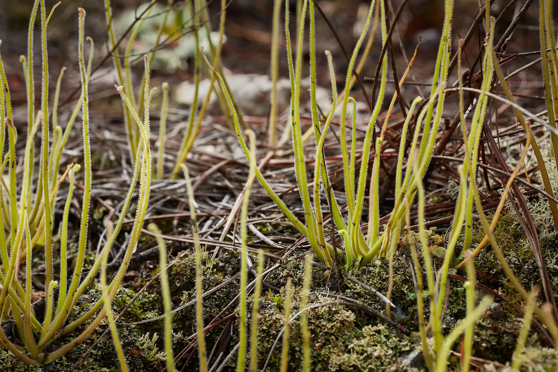 Pinguicula medusina in the Ixtepeji municipality of Oaxaca