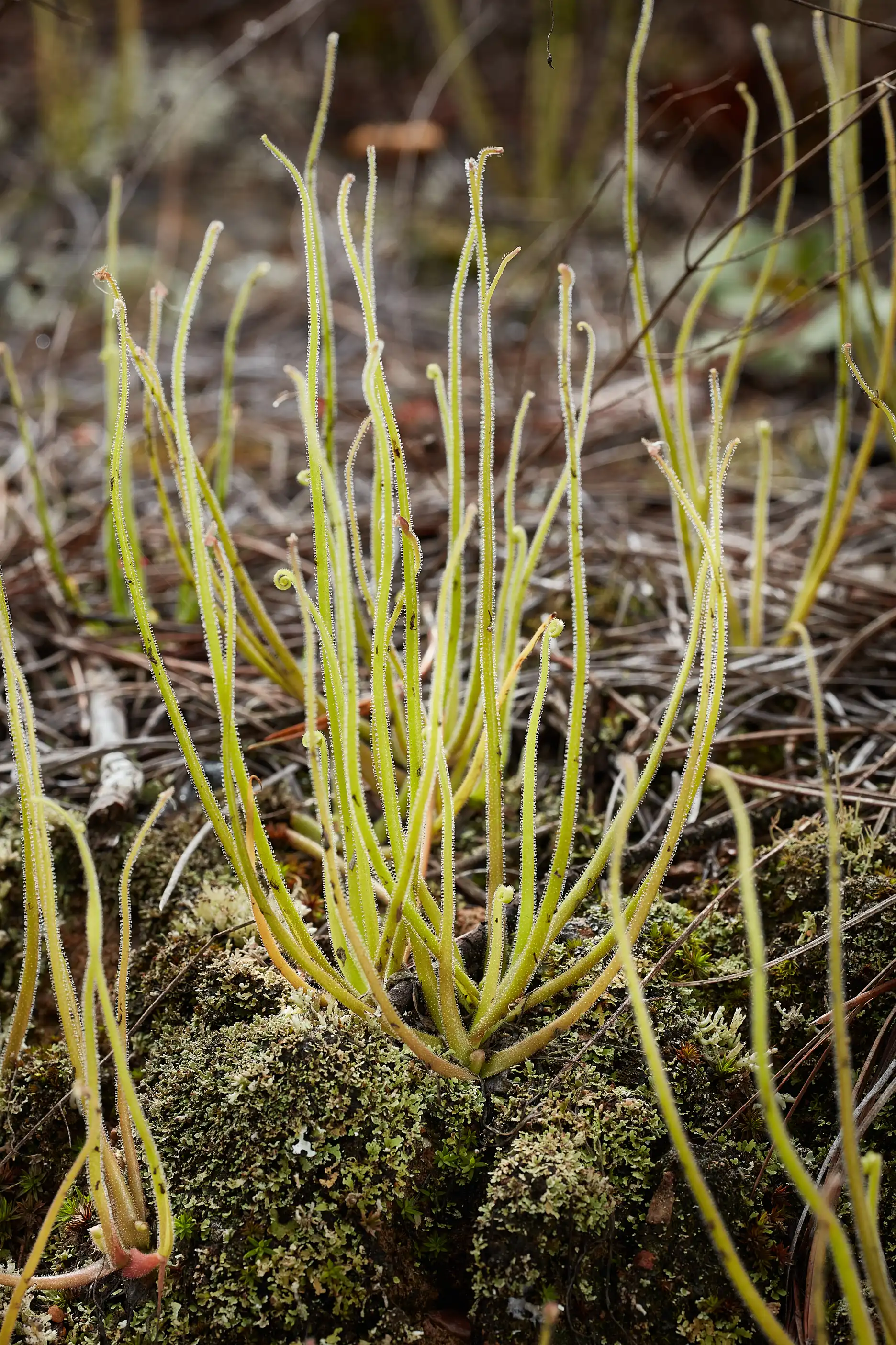 Pinguicula medusina plant growing in the Ixtepeji region of Oaxaca, Mexico.