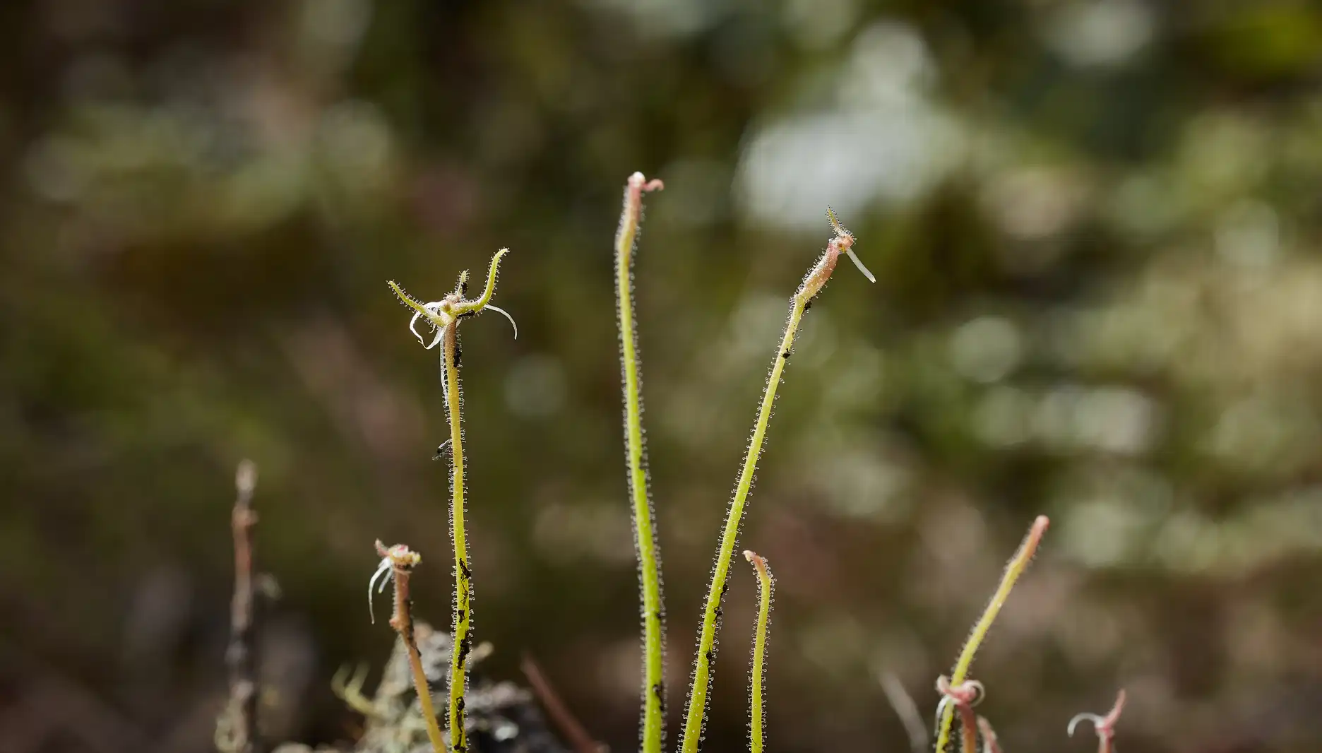 Pinguicula medusina plantlets growing on the tips of leaves.