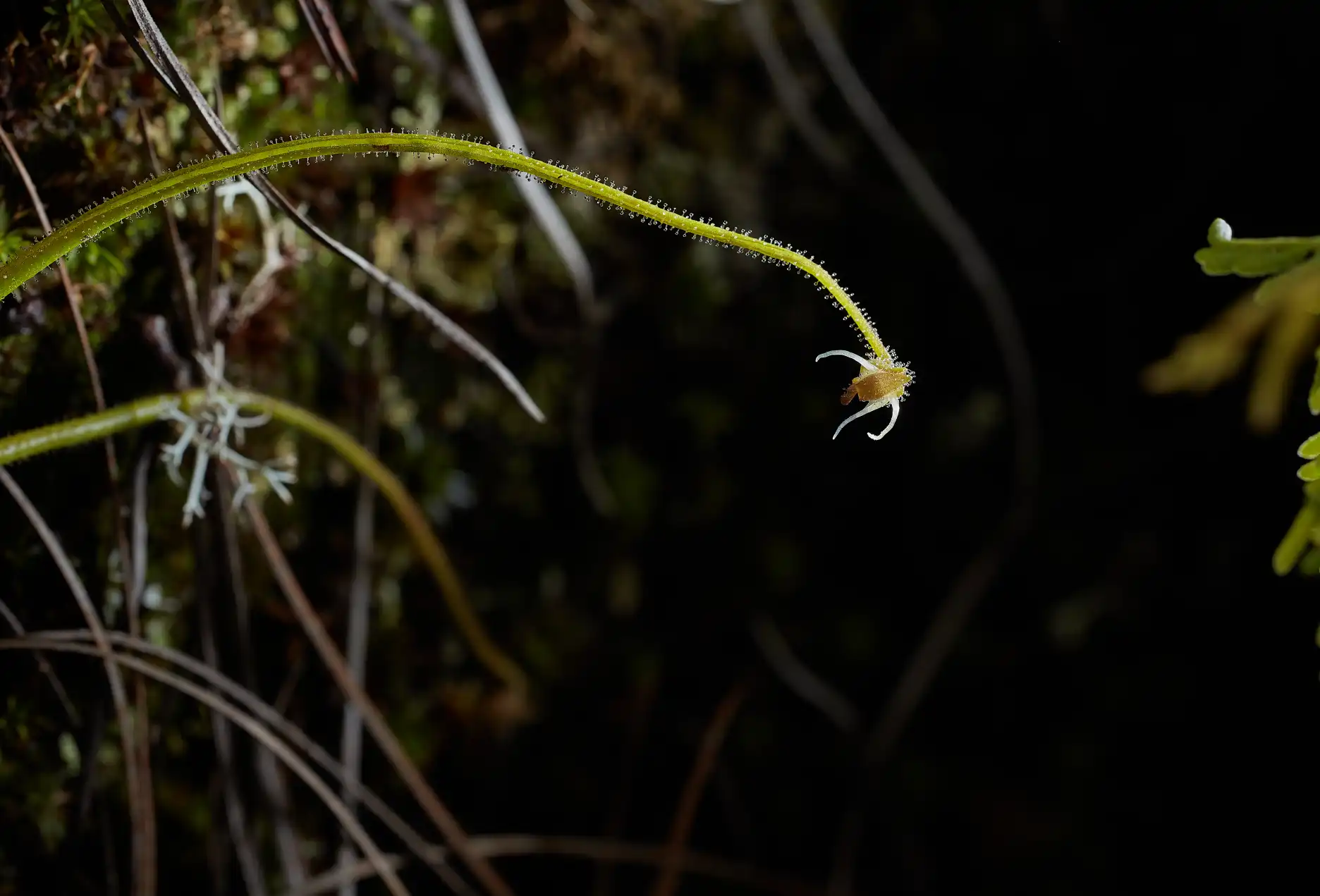 Pinguicula medusina plantlet growing on the tip of a leaf.