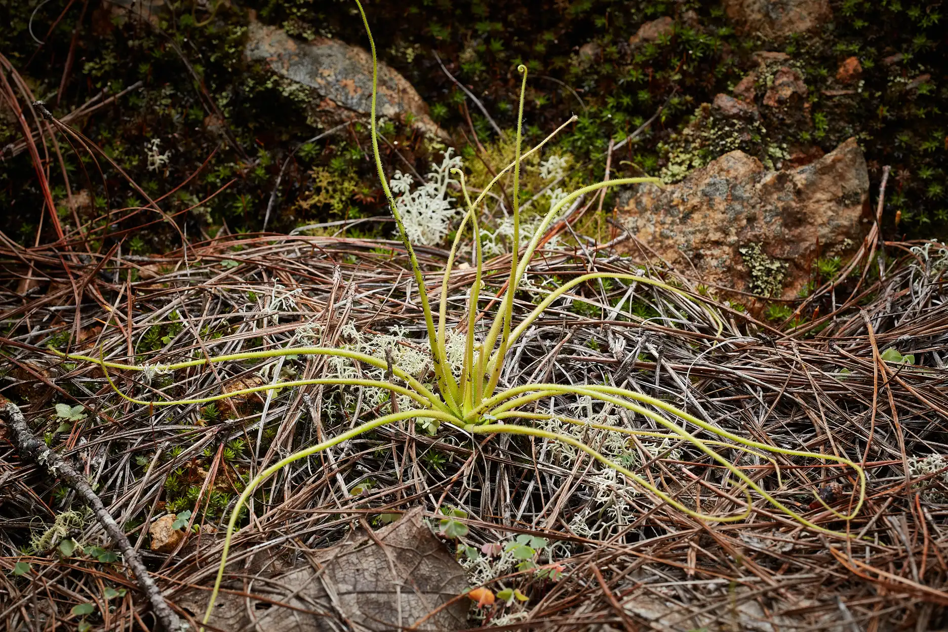 Large solitary Pinguicula medusina plant.