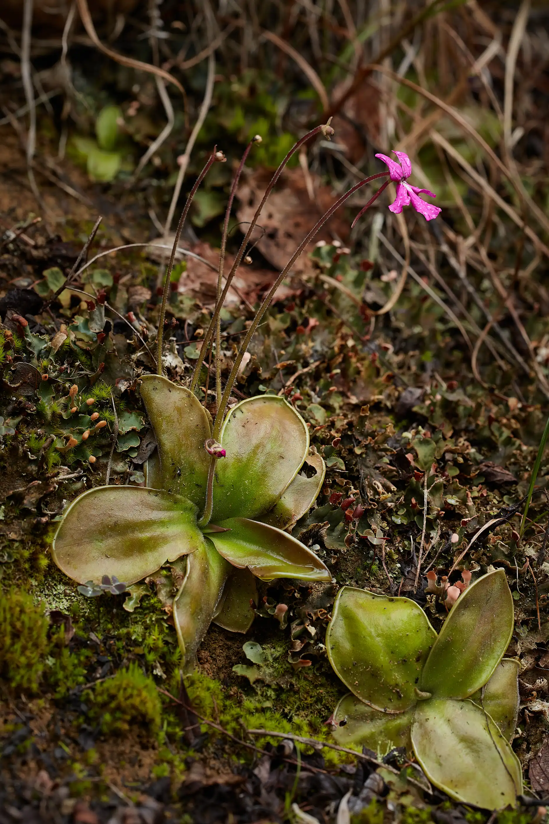 Pinguicula moranensis plants.
