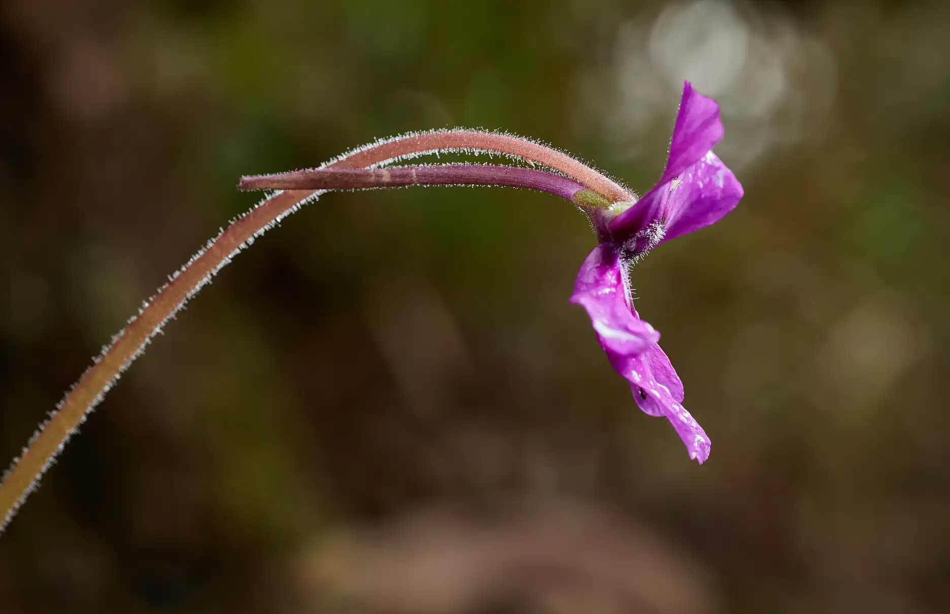 Pinguicula moranensis flower.