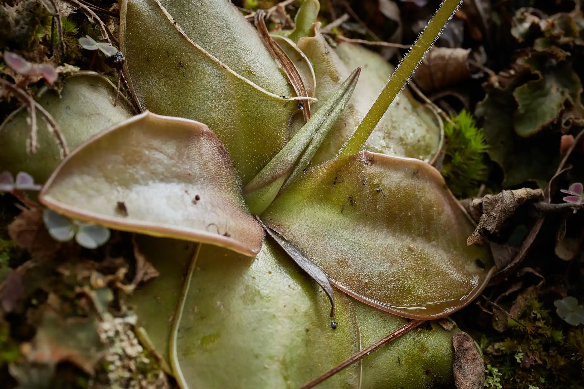 Pinguicula moranensis leaves.