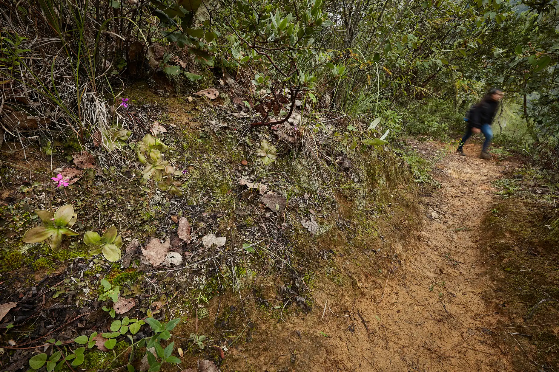 Pinguicula moranensis trailside habitat.