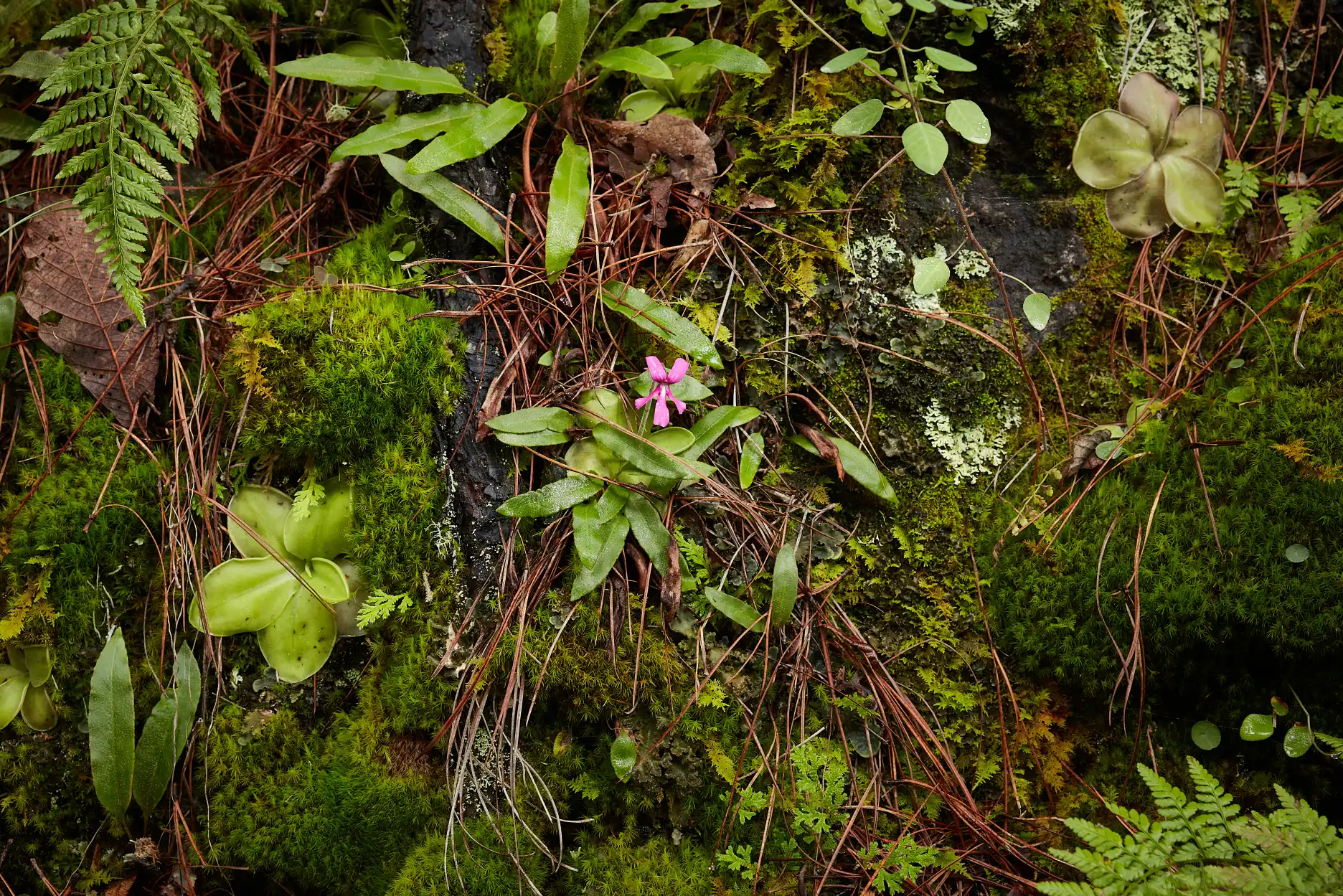 Pinguicula moranensis in humid environment.