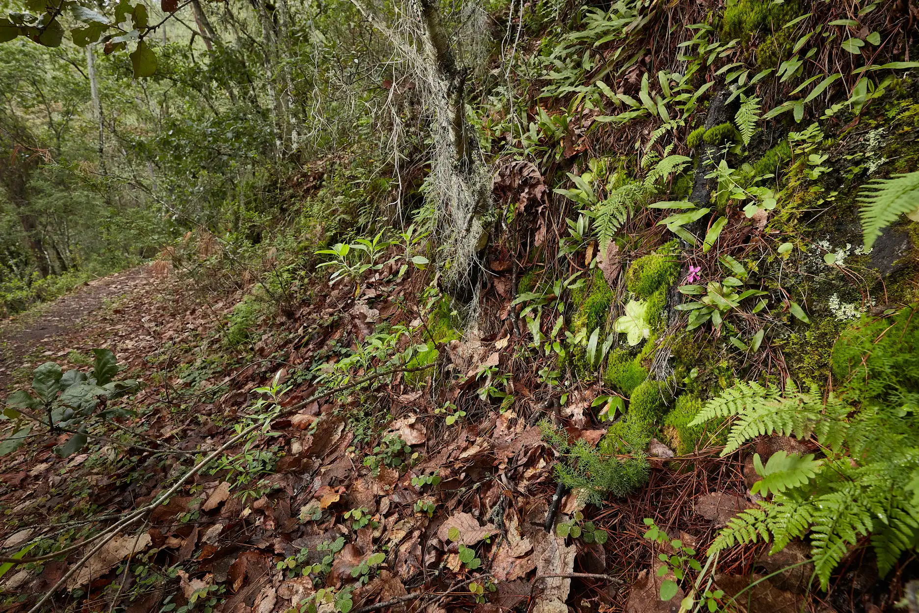 Pinguicula moranensis growing along a trail in the Ixtepeji region of Oaxaca, Mexico.