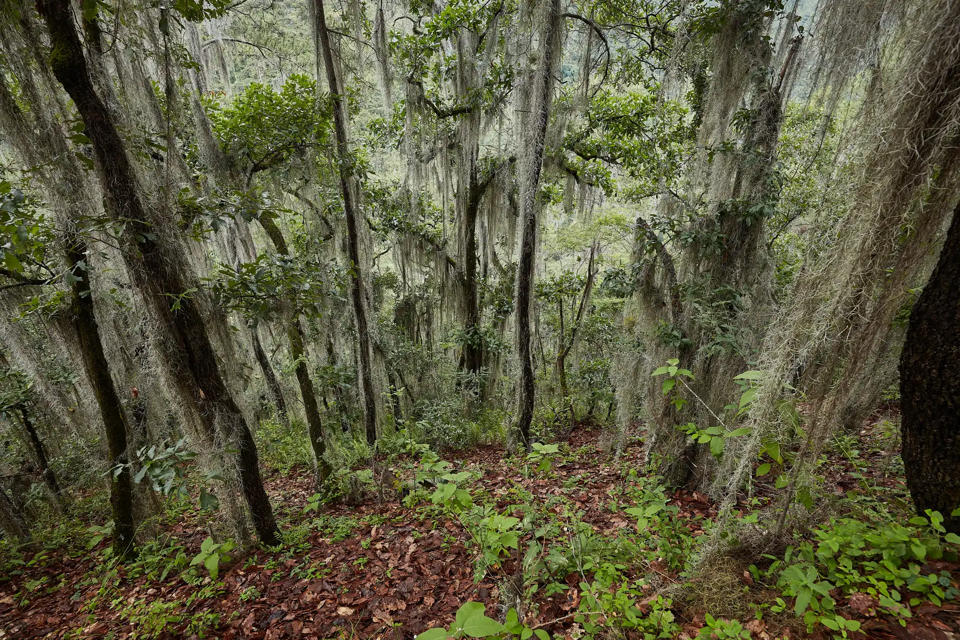 View from a trail in the Ixtepeji region of Oaxaca.