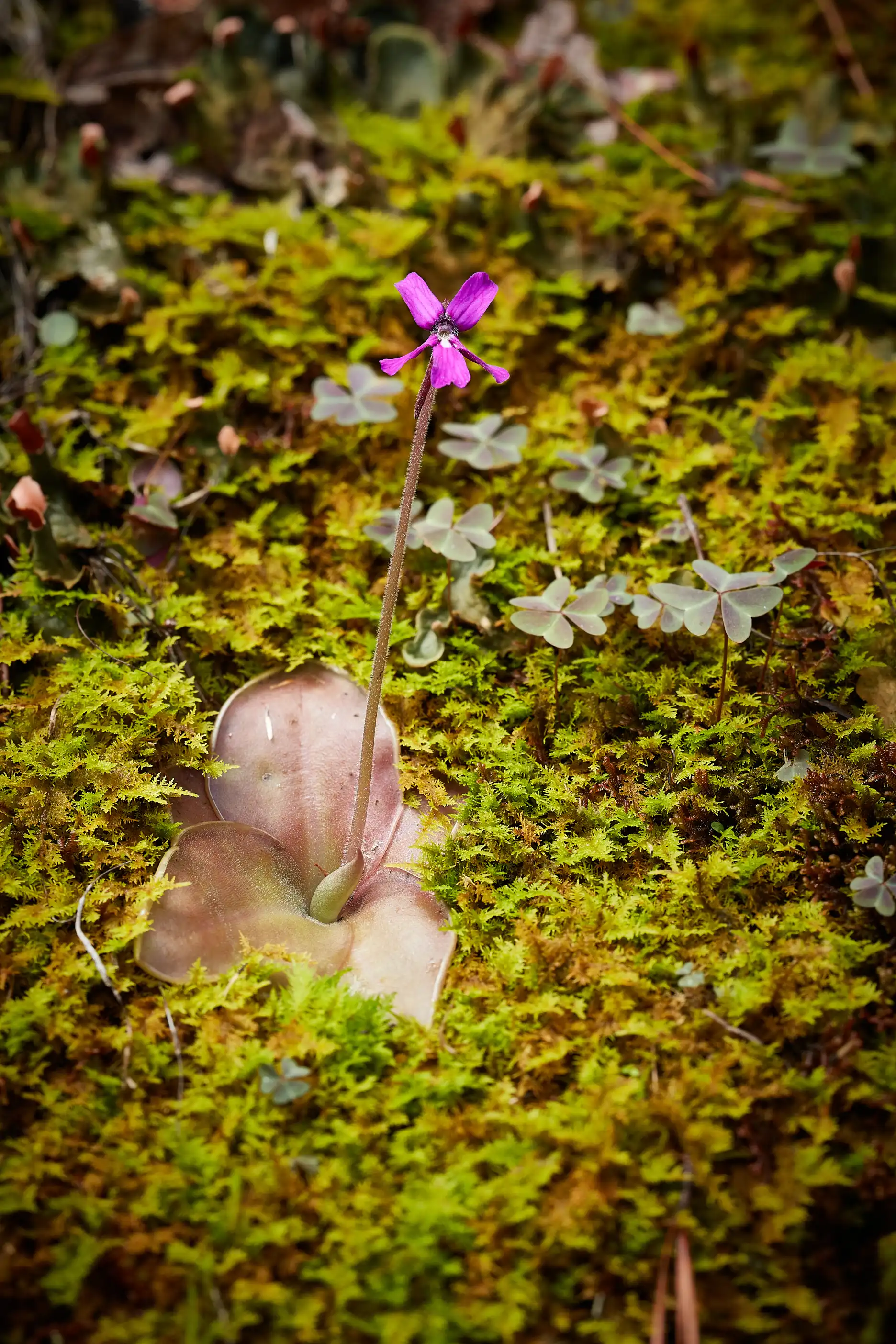 Pinguicula moranensis growing in mosses.