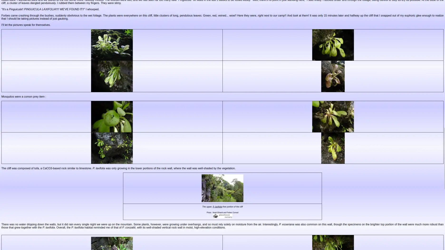 screenshot of a field report page on the old pinguicula.org website written in Microsoft FrontPage with lots of html tables